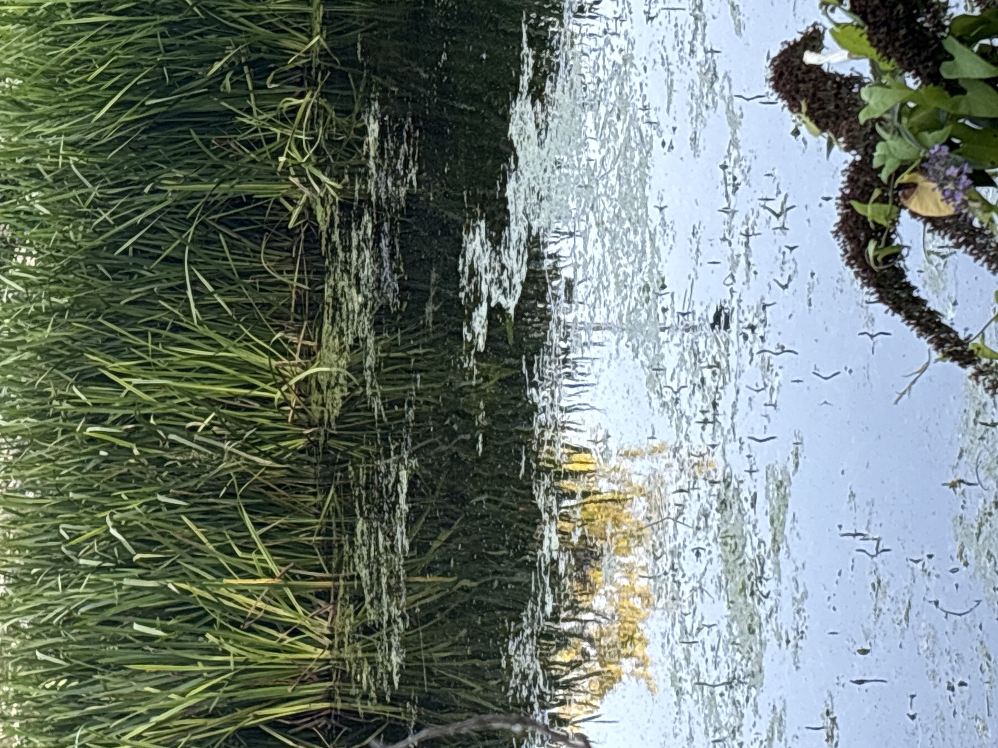 The image shows a close-up of a body of water with tall green reeds along the bank. The water is partially covered with algae and other organic matter, creating a textured surface. Reflections of the reeds and some yellow foliage are visible on the water's surface. In the foreground, a section of a dark-branched plant with small purple flowers and green leaves is visible on the right side of the frame. The overall scene appears to be a natural or semi-natural watercourse. The image does not provide any information that would allow for the identification of a specific location within the city of Chelmsford, United Kingdom, nor are there any people or discernible actions taking place.