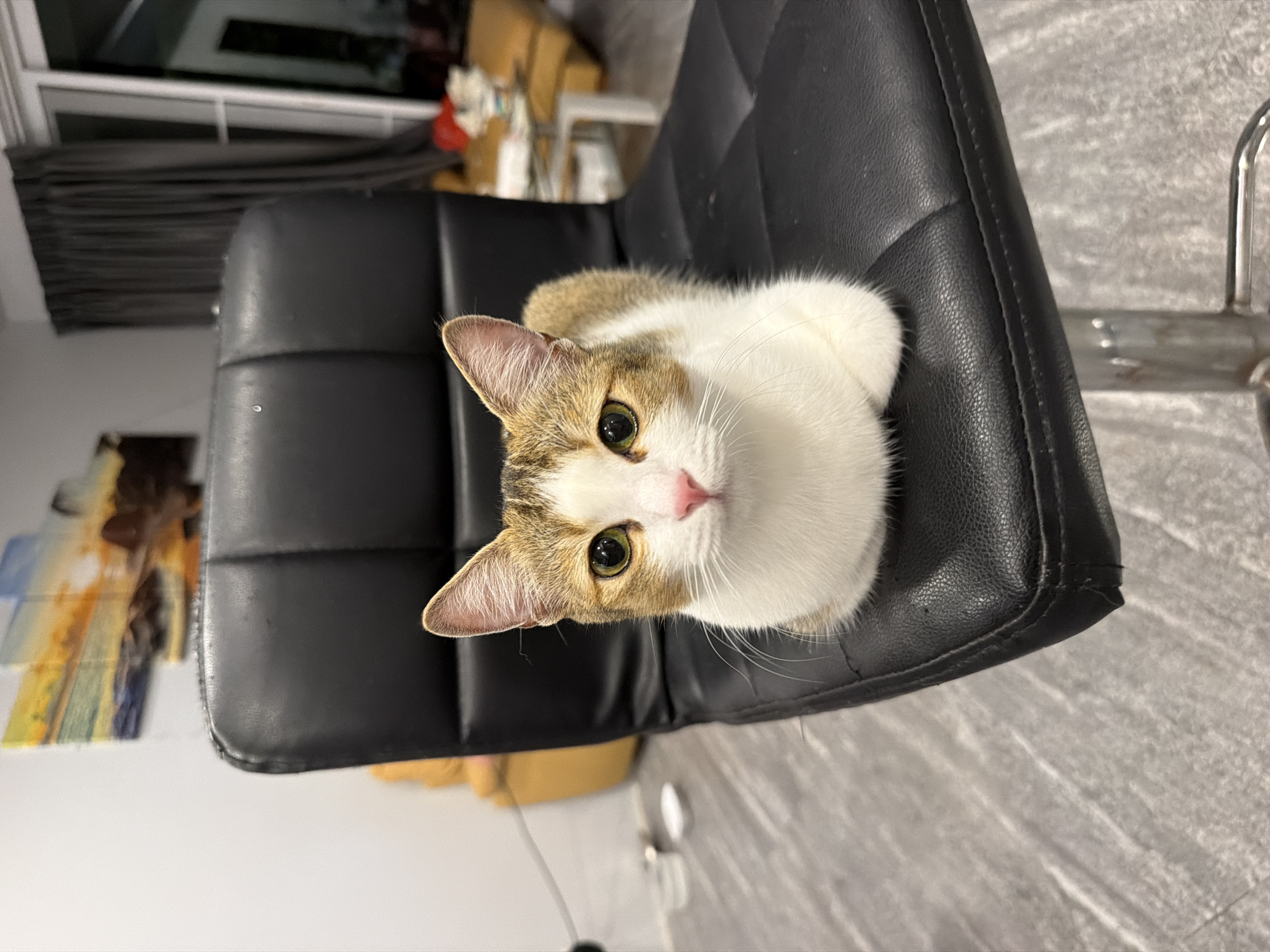 A brown and white cat is sitting on a black leather chair. The cat is looking directly at the camera with green eyes and a pink nose. The chair is in a room with a grey tiled floor and a large window with dark grey curtains. In the background, there is a painting on the wall and some furniture. The image appears to be taken indoors. The location is identified as Rawai, Thailand.