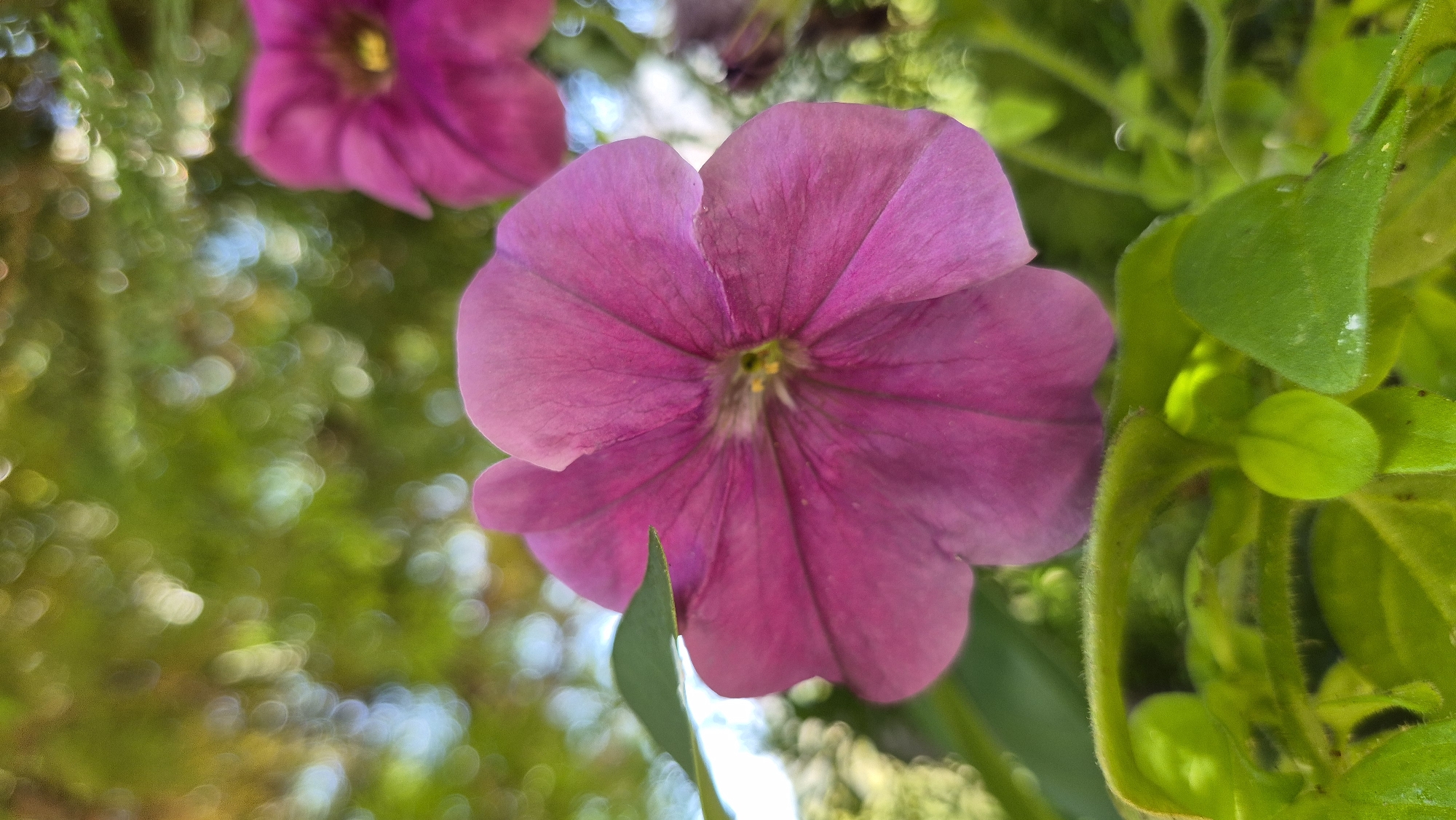 An extreme close-up shot, captured from a low angle, showcases a vibrant magenta petunia flower in full bloom. The flower, with its delicate, ruffled petals, dominates the foreground, its center featuring subtle yellow accents. To the right, another magenta petunia is partially visible, slightly out of focus. The background is a soft blur of green foliage and scattered, circular bokeh lights, suggesting a sun-dappled outdoor environment. Beneath the main flower, a cluster of bright green leaves and developing buds adds depth and texture to the composition. The image is characterized by shallow depth of field, drawing immediate attention to the intricate details of the petunia.