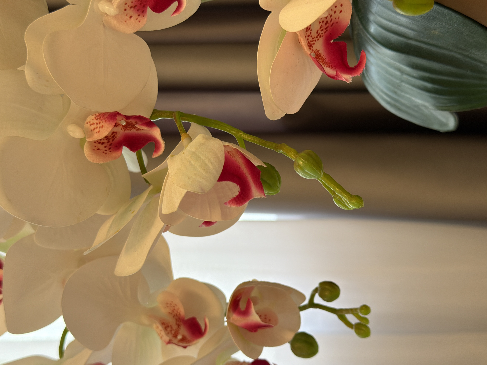 The image shows a close-up of white orchid flowers with pink centers. The flowers are on green stems, and there are some unopened buds visible. The background is blurred, with a hint of curtains or blinds. There is no indication of the city of Kazan, Russia, in the image. The scene appears to be indoors.