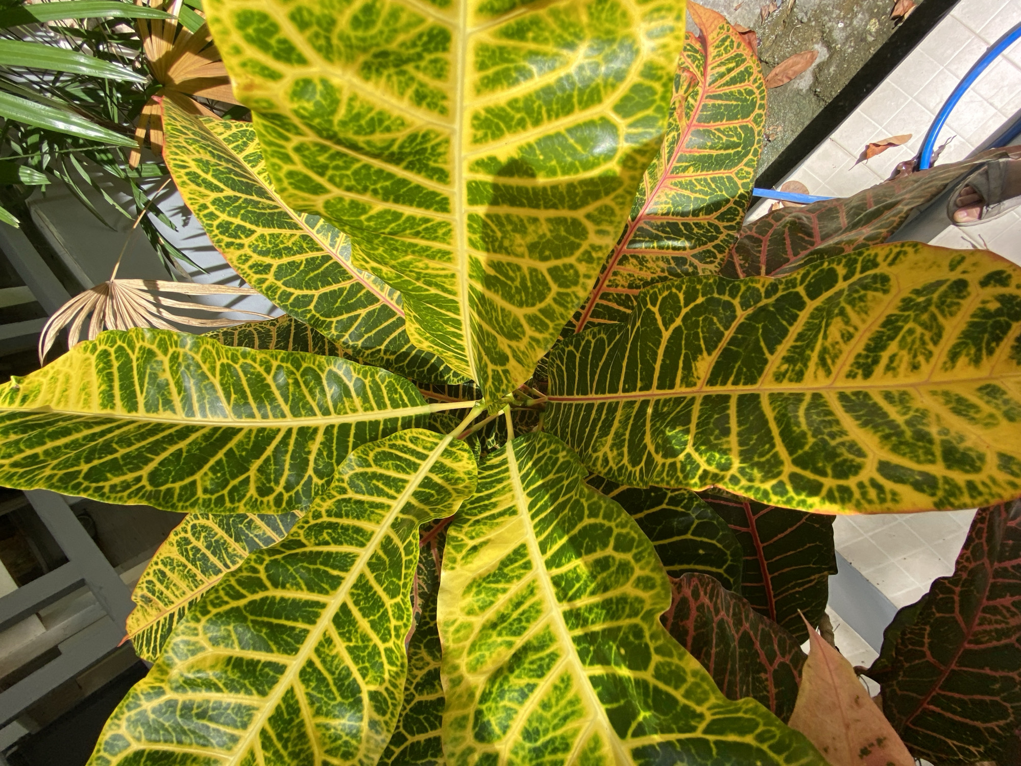 This image shows a close-up view of a croton plant with vibrant yellow and green leaves, featuring intricate veining. The plant is positioned outdoors, with hints of a tiled ground surface and a blue hose visible at the bottom right. In the background, elements of outdoor furniture and other plants can be seen. The overall setting appears to be a residential or garden area. Based on the provided location, the scene is situated in Koh Phangan Subdistrict, Koh Phangan District, Surat Thani Province, Thailand.
