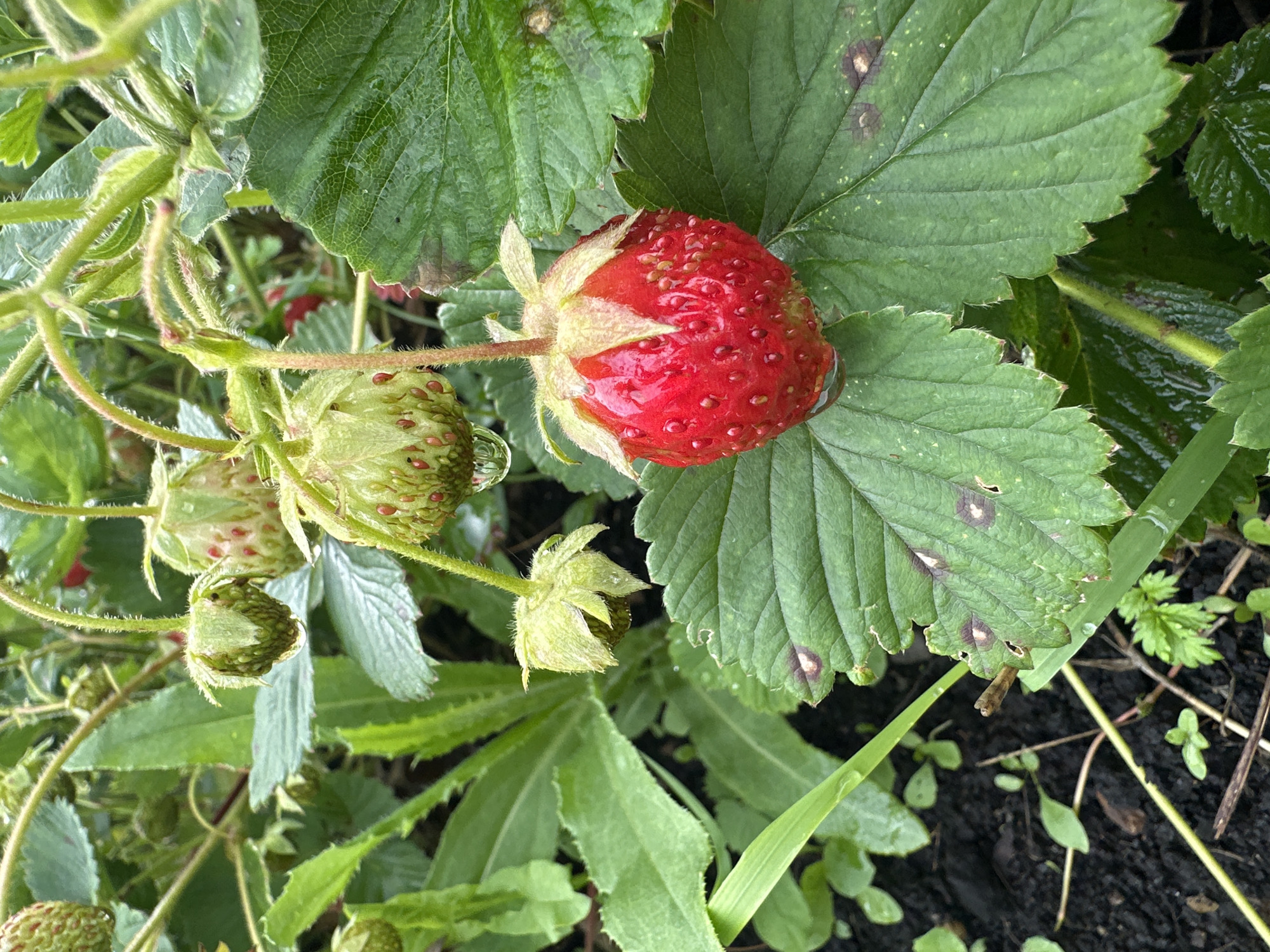 A ripe, red strawberry hangs from a stem, glistening with water droplets. It rests on a large, green leaf with serrated edges. Several unripe, green strawberries are visible in the background, some also bearing water droplets. The surrounding foliage is lush and green, with dark soil visible at the base. The scene appears to be outdoors, possibly in a garden or farm setting in Yaroslavka, Russia. No people are present in the image. The overall impression is one of fresh, natural growth, possibly after a rain shower.