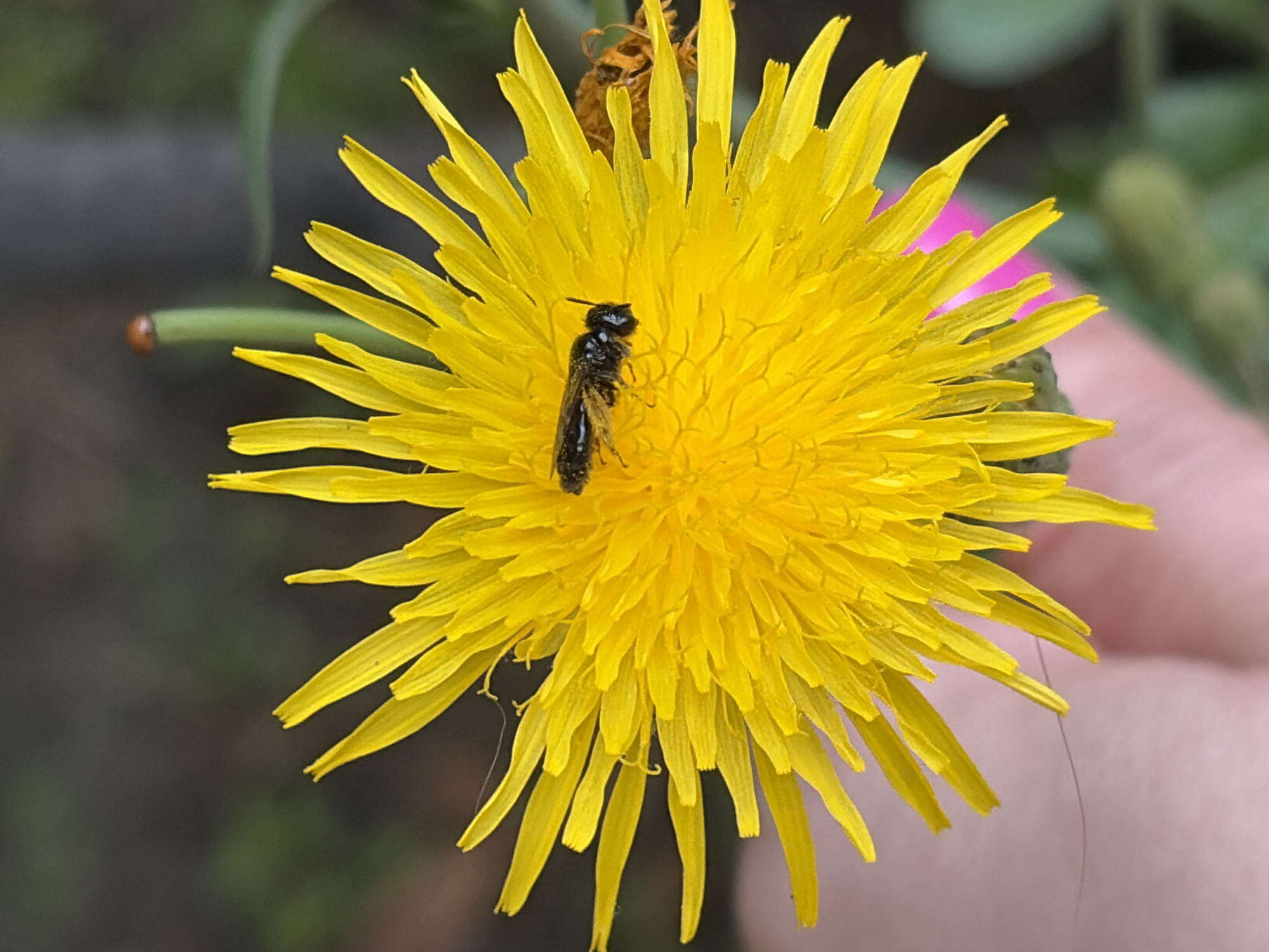 A macro photograph captures a black insect with visible antennae and segmented body resting on the bright yellow petals of a dandelion flower. The flower's petals are elongated and pointed, radiating outwards. In the background, out of focus, a thin green stem with a small reddish-brown object is visible, possibly a ladybug. A blurred hand, pinkish in tone, is visible at the bottom left of the image. The setting appears to be an outdoor environment with soft, diffused light, suggesting it might be a park or garden. There is no indication of the location being Podolsk, Russia.