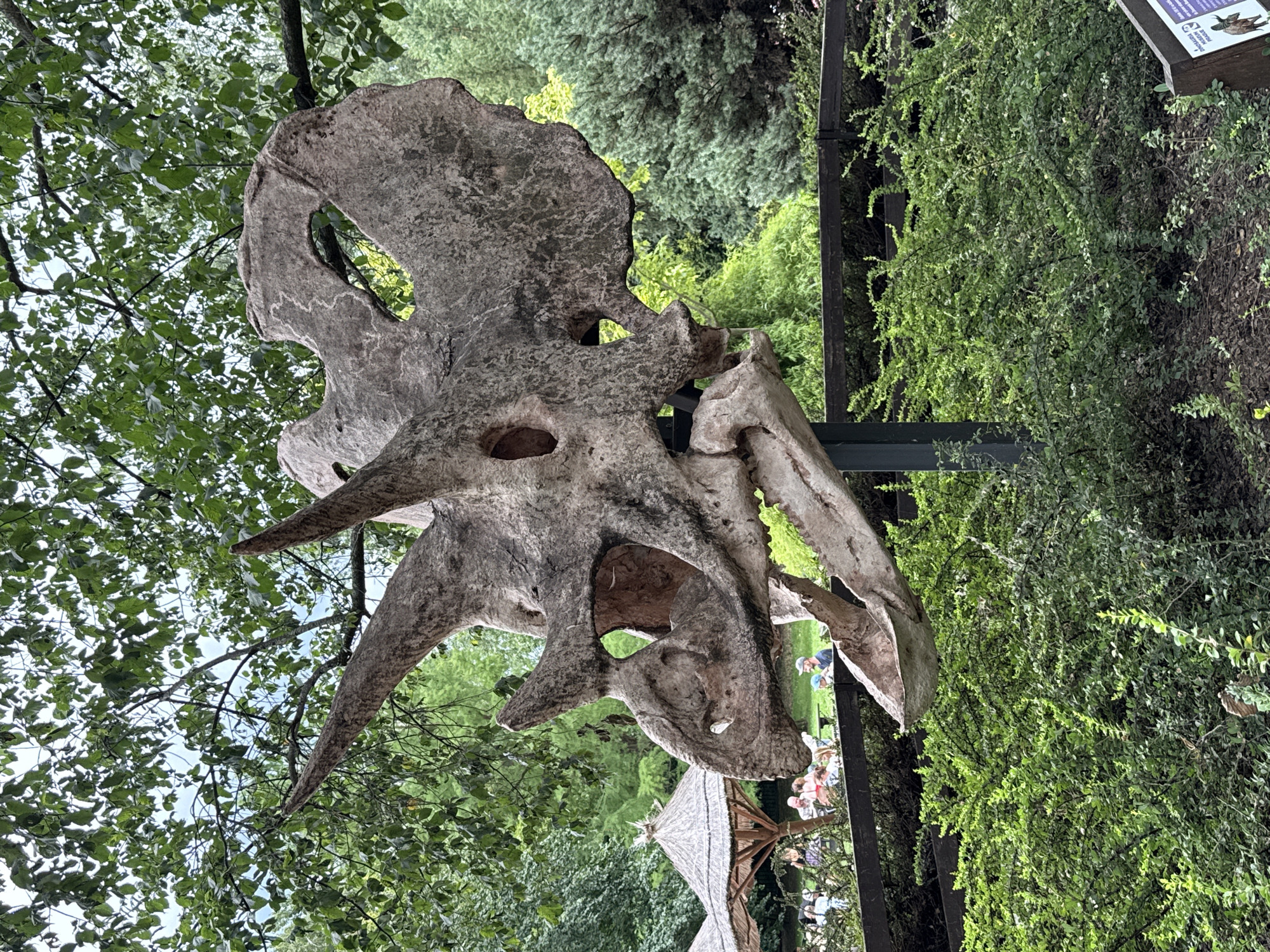 The image shows a large, weathered replica of a dinosaur skull, likely a Triceratops, prominently displayed outdoors. The skull is a light brown, rocky color with visible texture, featuring three prominent horns and large openings. It is mounted on a dark, vertical pole. The skull is positioned against a backdrop of lush green foliage, including trees with leaves overhead and dense bushes in the foreground. In the background, out of focus, there are thatched-roof structures resembling huts or shelters, and several people are visible sitting or standing near them, suggesting a public park or zoo environment. A dark wooden fence runs horizontally behind the bushes and in front of the people. The overall scene depicts an exhibit within a natural, outdoor setting. The question asks about the location in Prague, Czechia, however, no specific information in the image or provided crops indicates this location.