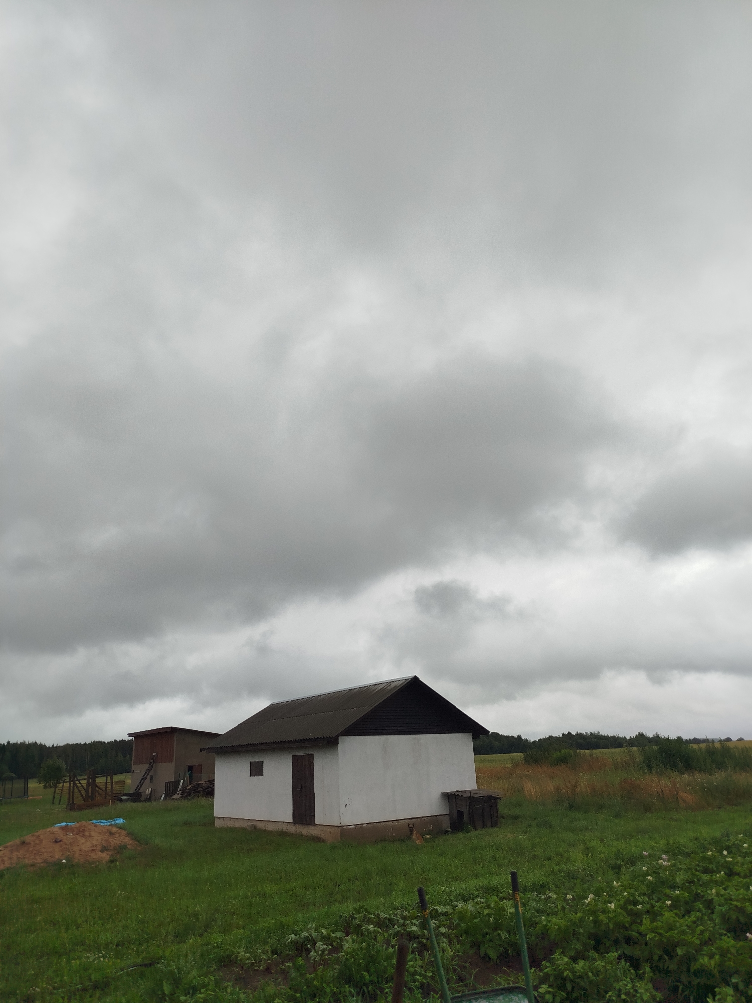 This is an outdoor, horizontal, eye-level shot of a rural landscape under an overcast sky. In the foreground, lush green grass covers the ground, with a small garden of plants, some with white flowers, visible on the right. A small brown dog is also visible to the left of the white building.
Dominating the mid-ground is a small, white, rectangular building with a dark, sloped roof. It has a single wooden door on its front facade and a small, dark square window on its left side. To the left of this building, further back, is a larger, taller structure, possibly a barn, with a reddish-brown wooden front and a gray, corrugated roof. Wooden poles and structures are scattered around this larger building, and a blue tarp lies on a pile of dirt.
The background consists of a dense forest lining the horizon, with fields of dry grass and greenery stretching out. The sky is heavily clouded with a uniform gray hue, suggesting an impending rain or a generally cloudy day. The scene appears to be located in a rural area of Крывасельскі сельскі Савет, Belarus, characterized by agricultural buildings and natural vegetation.