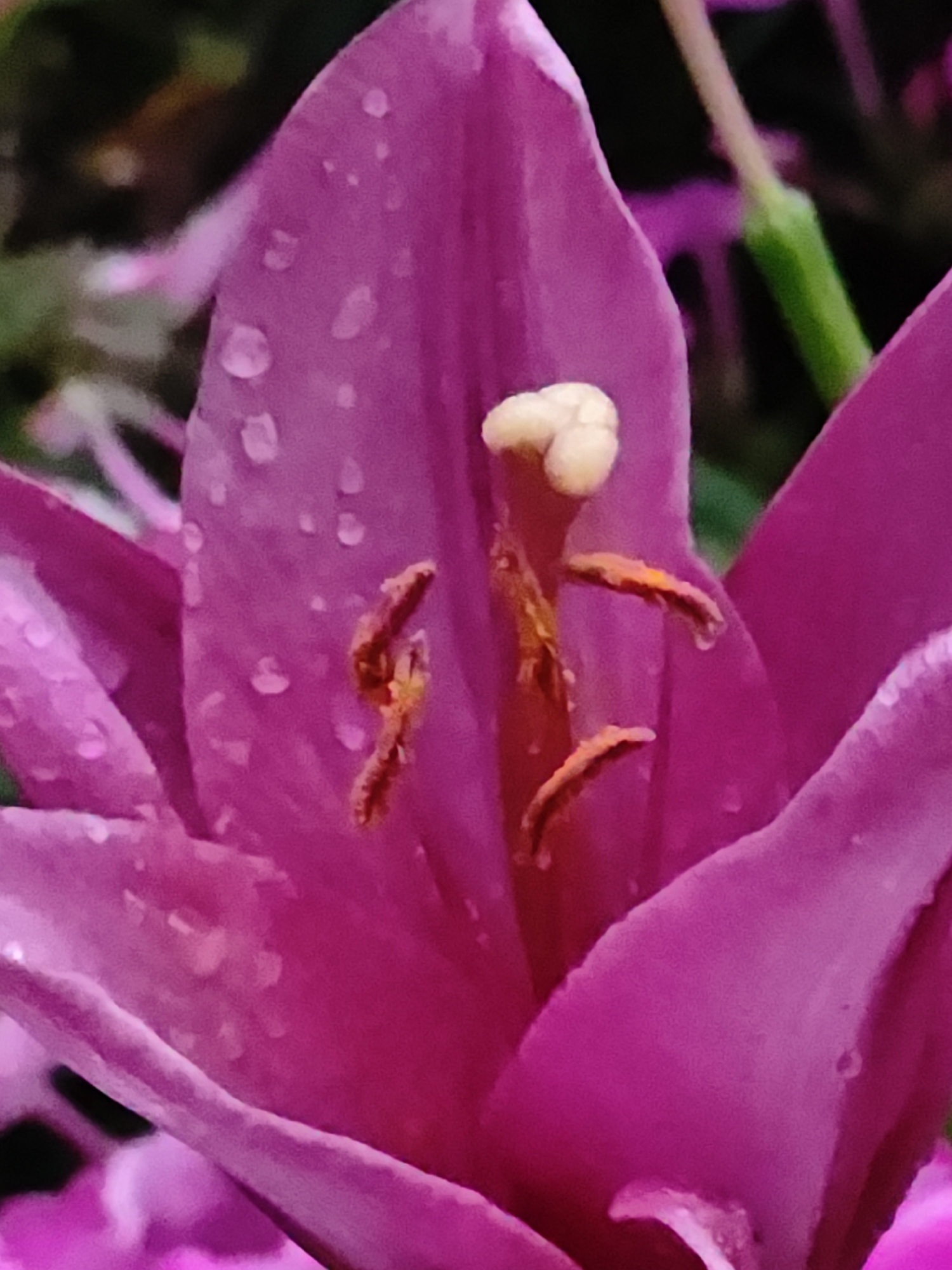 A close-up, macro photograph captures the intricate details of a vibrant pink lily's stamen and pistil. Dewdrops glisten on the delicate petals, suggesting a recent rain or morning dew. The stamen, with their reddish-brown anthers, are positioned prominently, tipped with a creamy-white structure. The background is a blur of dark green foliage and hints of magenta, indicating the flower is part of a garden or natural setting. There are no people or man-made objects visible in the frame. This image is not specific to any location in Shcherbinka, Russia, as it focuses solely on the botanical subject without any contextualizing elements of the city.