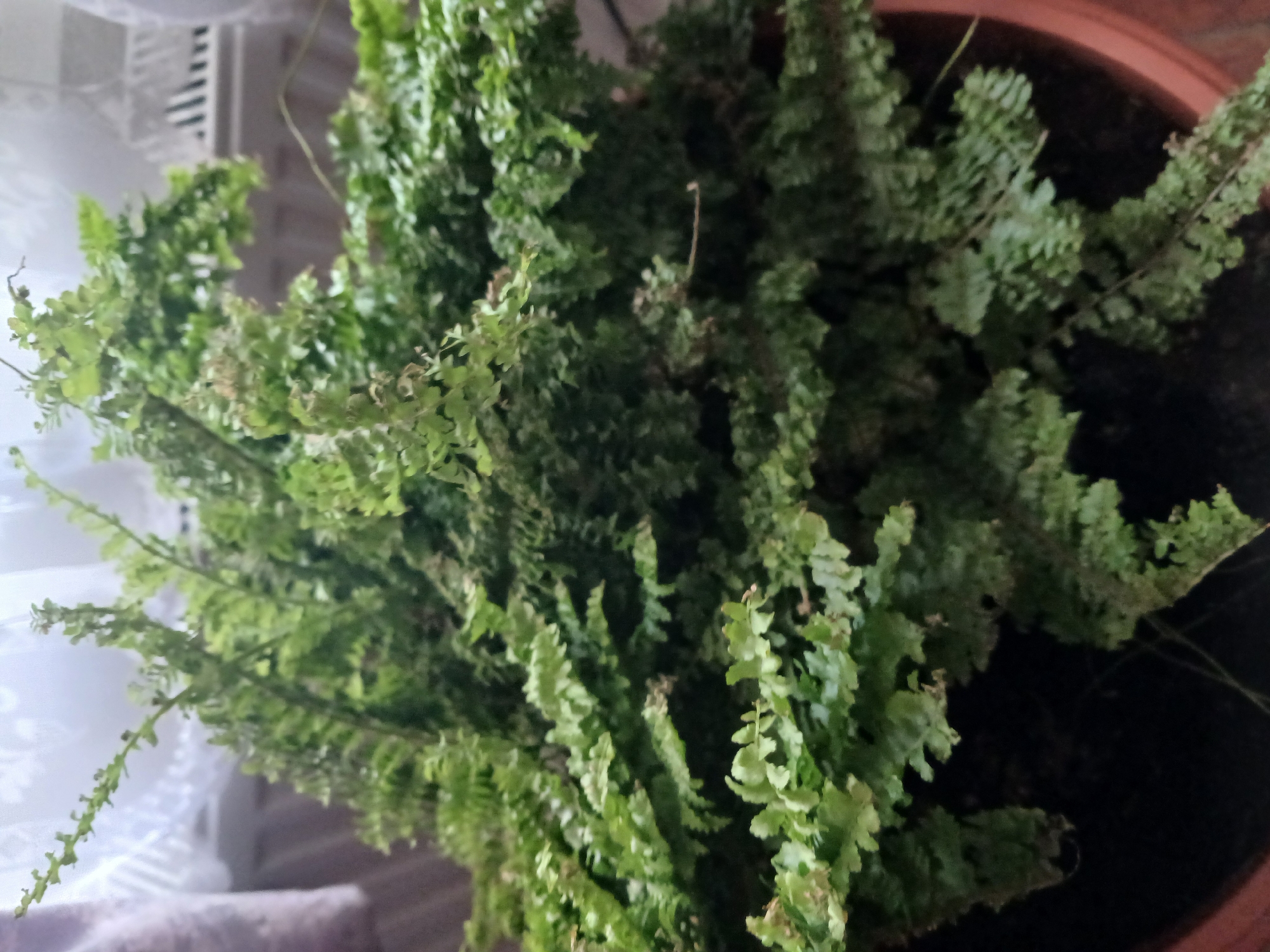 A potted fern plant is shown in the image. The plant is lush and green, with many delicate fronds. The pot is made of terracotta and appears to be full of soil. The background is blurred, but it appears to be an indoor setting with a window and curtains. The image is taken from a slightly elevated angle, looking down at the plant. The lighting is natural and diffused, suggesting it is daytime. There are no people or animals visible in the image. The location is identified as Кондратьевское сельское поселение, Ukraine.