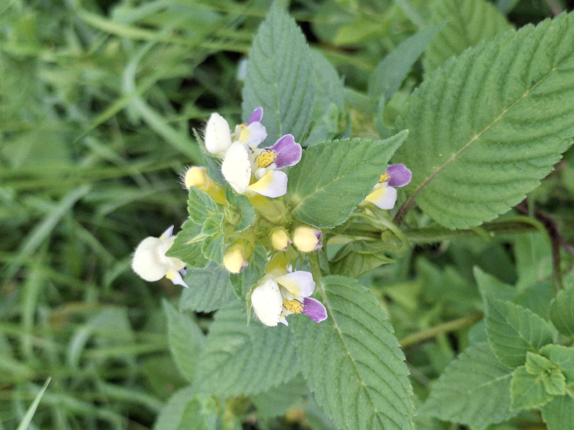 The image shows a close-up of several small, delicate flowers with white, yellow, and purple petals, growing amongst lush green foliage. The flowers have a distinctive shape, with some appearing to have a hooded upper lip. Several buds are also visible, some tipped with yellow. The background consists of out-of-focus green grasses and leaves, suggesting an outdoor natural setting. The lighting is soft and diffused, typical of daylight. There are no people or man-made objects visible in the frame. The scene appears to be a natural growth of wildflowers in a grassy area.