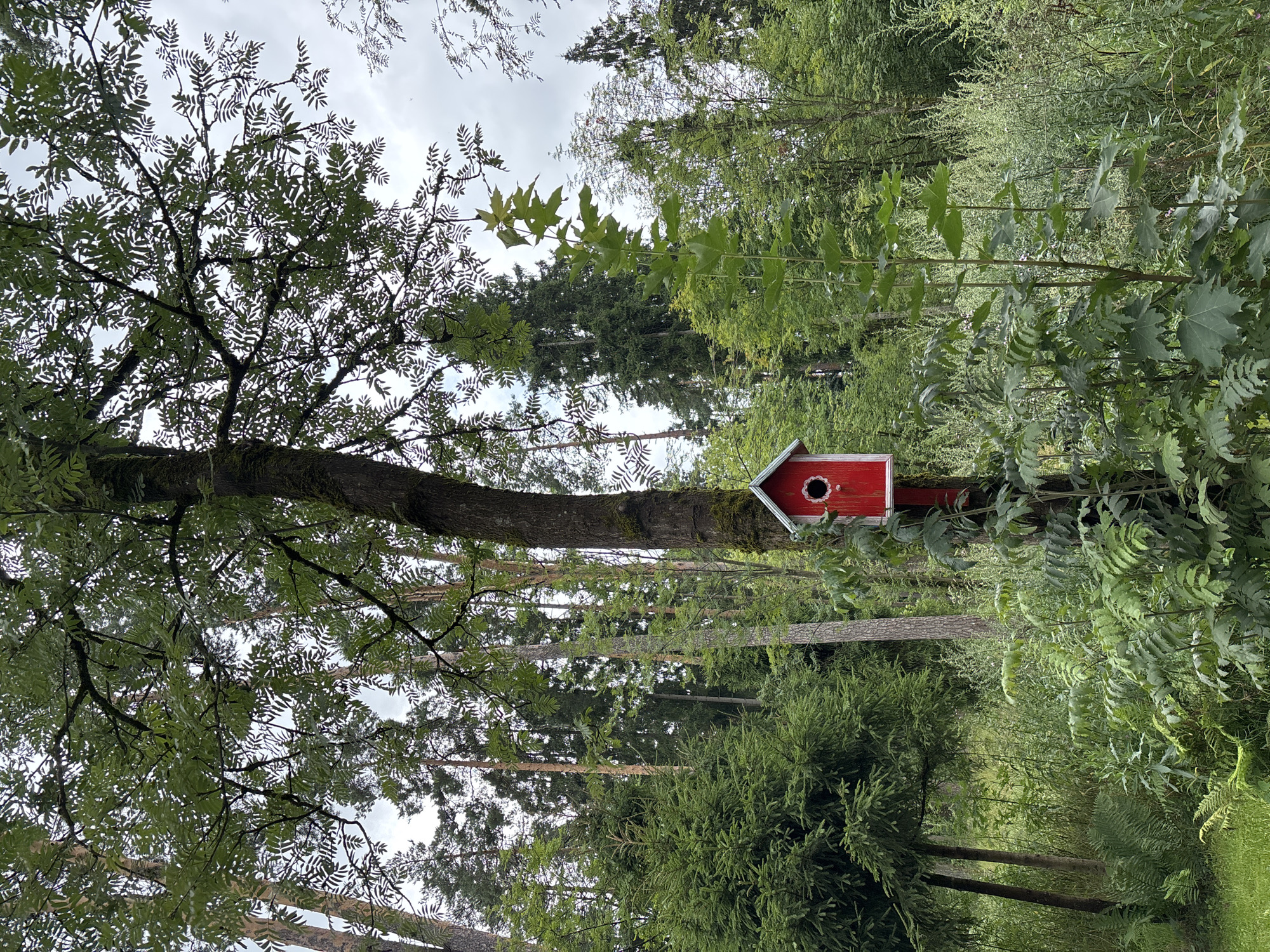 The image depicts a red birdhouse mounted on a tree trunk in a forest setting. The birdhouse is small, with a white circular opening and decorative white trim. It is positioned in the mid-ground, slightly to the right of center. The tree trunk it is attached to is dark and textured, with moss visible. Lush green foliage surrounds the base of the tree and extends into the foreground, including ferns and other leafy plants. In the background, a dense forest of various trees, including tall pines and deciduous trees with lighter bark, creates a natural, somewhat wild atmosphere. The sky above is overcast with soft, diffused light. This scene is located in the city of Pavlovskaya Sloboda, Russia. There are no people visible in the image.