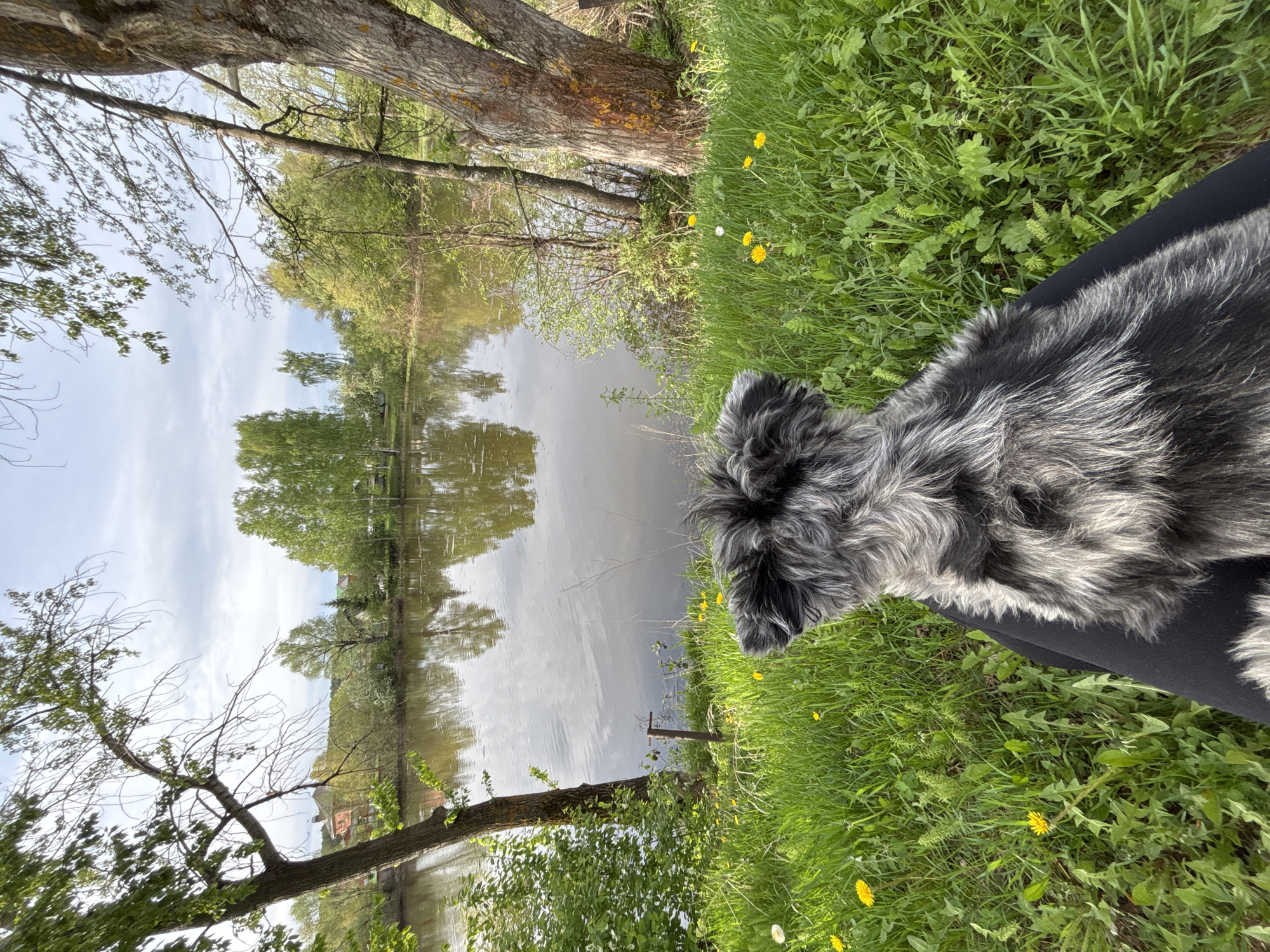 A medium shot captures a person seated in a grassy area alongside a body of water. A gray and white dog rests on the person's lap. The water reflects trees and sky. The vegetation consists of grass and trees. Some yellow flowers are visible in the grass. The picture was taken in the city of Chaikovsky, Russia.