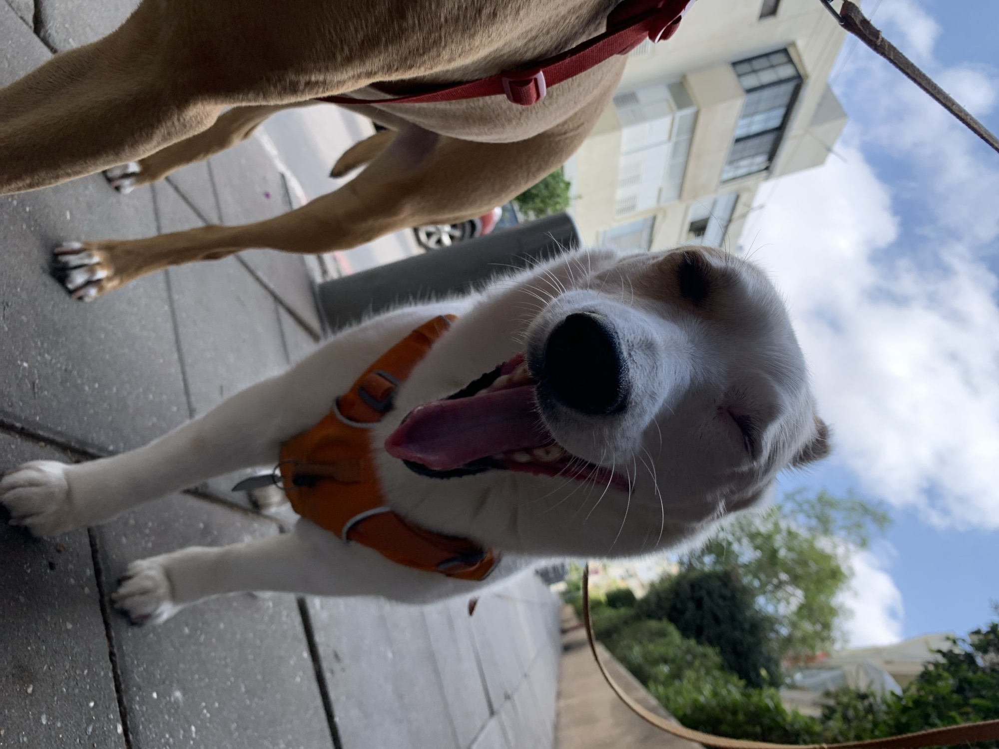 The image captures a close-up, tilted perspective of two dogs on a Tel-Aviv city street. The primary subject is a white dog with some brown markings, wearing an orange harness and panting with its mouth wide open. The dog's face is prominent, with a focus on its open mouth and tongue. A second dog, primarily brown with a red collar, is partially visible in the background, above and to the left of the first dog. The street is a concrete surface with visible lines and textures. In the background, buildings are visible against a blue sky with clouds. Green foliage is also partially visible in the background.