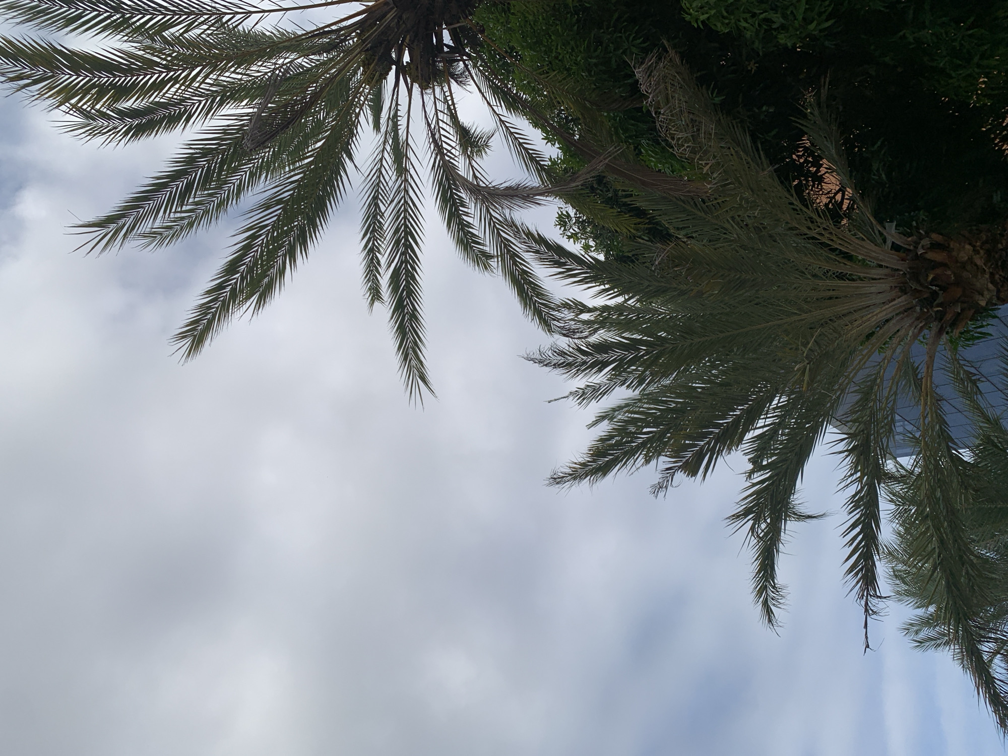 The image captures an upward view through the canopy of two palm trees against a cloudy sky. The perspective is from below, looking towards the crowns of the trees.
The primary subjects are the dark green fronds of two date palm trees, which frame the sky from the top and right side of the image. The intricate pattern of the palm leaflets is clearly visible, with some fronds appearing to extend downwards into the frame. The robust, textured trunks or bases of the palm crowns are visible in the upper and right sections. Beyond the palm trees, on the right side, darker green foliage from other dense trees or bushes can be discerned, indicating a lush natural environment.
The sky occupies a significant portion of the image, predominantly the center and lower-left quadrant. It is overcast, characterized by soft, diffused grey and white clouds, with no visible patches of blue sky. The lighting is even, suggesting a cloudy daytime scene.
There is no discernible activity taking place, nor are there any people or man-made objects visible in the frame. The image is a static capture of nature. No text is visible. The scene evokes a sense of calm and focuses purely on the natural elements, likely in a tropical setting such as Porlamar, Venezuela, as indicated by the location context.