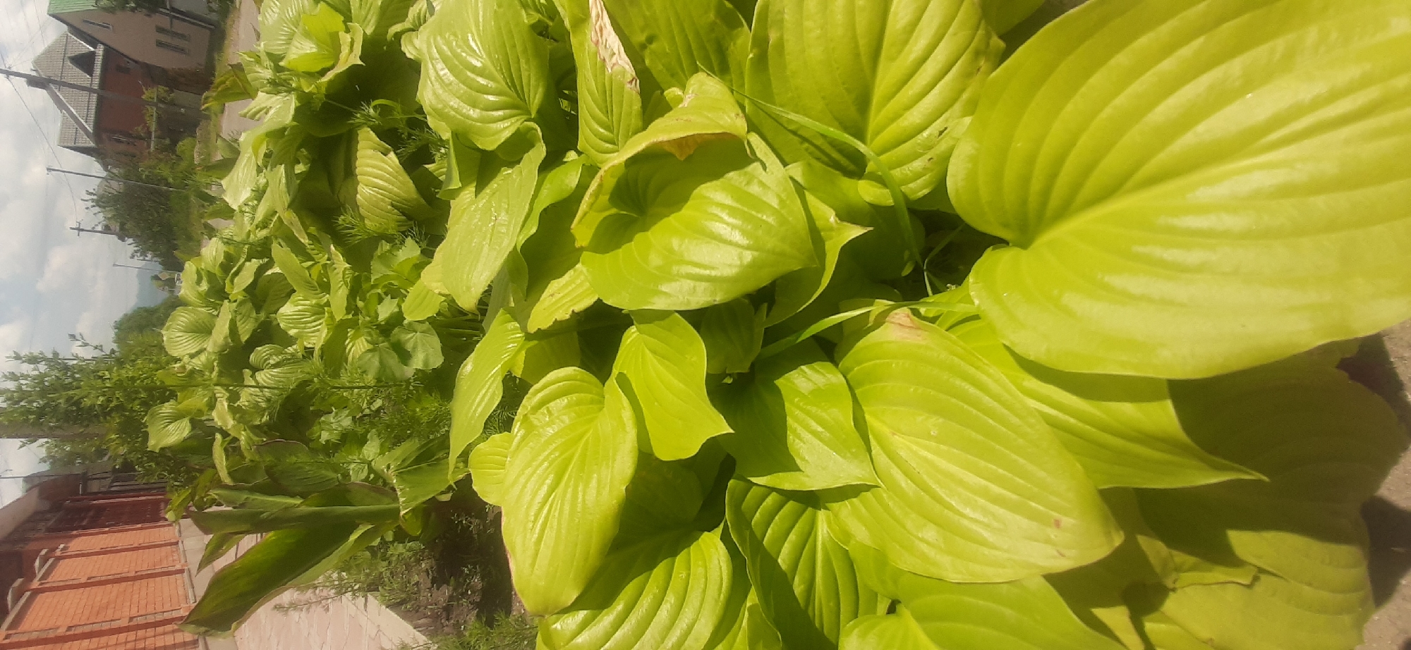 The media file displays a close-up view of lush, vibrant green hosta plants in a garden setting, likely in Yessentukskaya, Russia. The large, heart-shaped leaves are prominently featured, with visible veins and a glossy sheen, suggesting they are healthy and well-hydrated, possibly due to recent watering or dew. Some leaves show slight browning or discoloration at the edges, indicating minor imperfections common in natural foliage.
In the background, hints of the surroundings can be discerned. To the left, part of a residential building with a red-brick facade and a pitched roof with green shingles is visible. A power line pole with wires is also present, suggesting a semi-urban or suburban environment. The sky is partly cloudy, indicating a daytime scene with mixed sunlight and shade, contributing to the highlights and shadows on the hosta leaves. The ground appears to be a mix of soil and possibly a paved pathway. The overall impression is one of a tranquil, domestic garden on a pleasant day. There is no visible text in the media file.