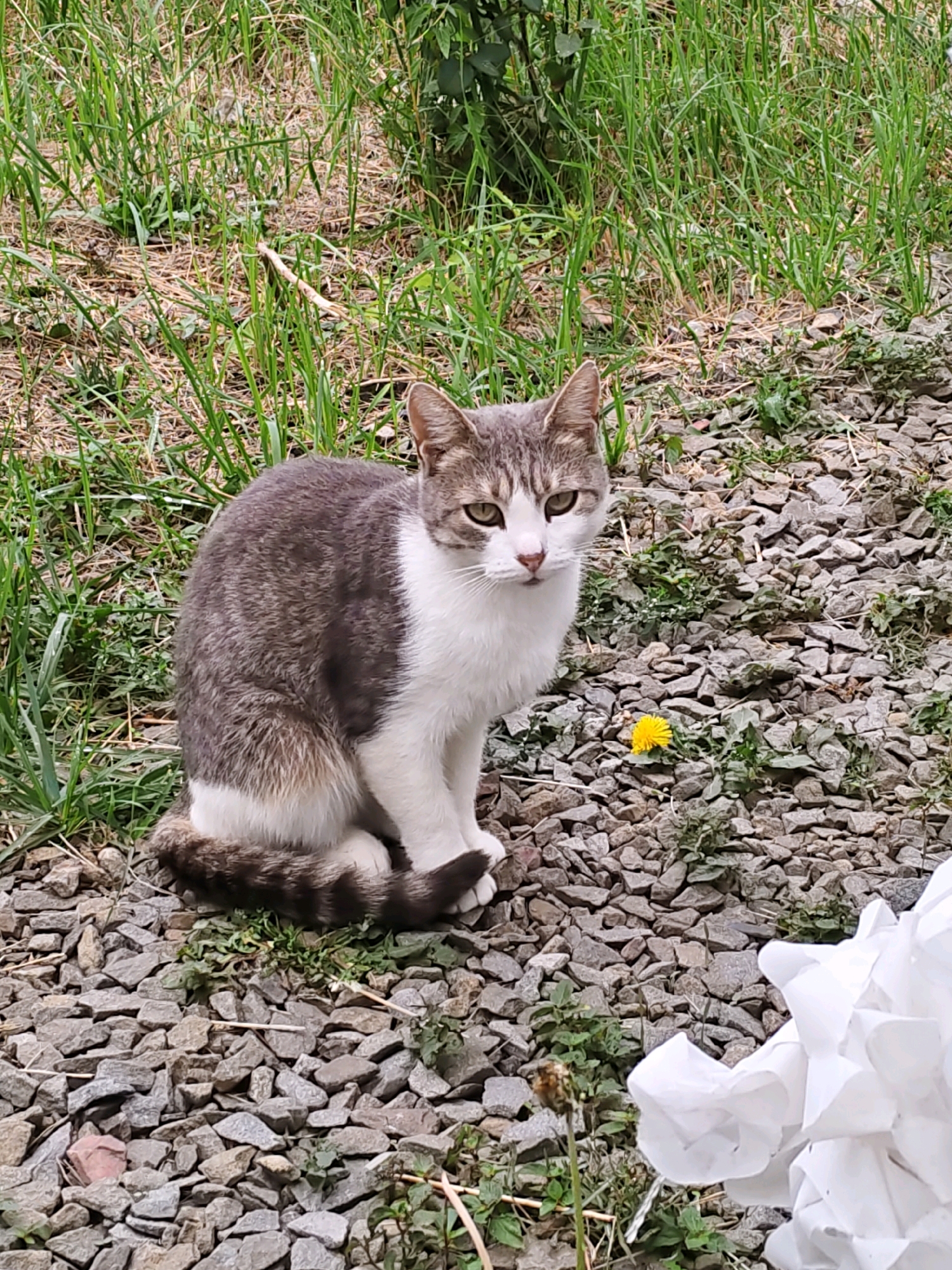 A gray and white cat sits on a gravel path, looking directly at the camera. The cat has green eyes and its tail is curled around its body. Behind the cat, there is a patch of green grass with a small yellow dandelion. In the foreground, to the right, is a crumpled white object, possibly paper or fabric. The scene is likely outdoors in a residential area of Rostov-on-Don, Russia.