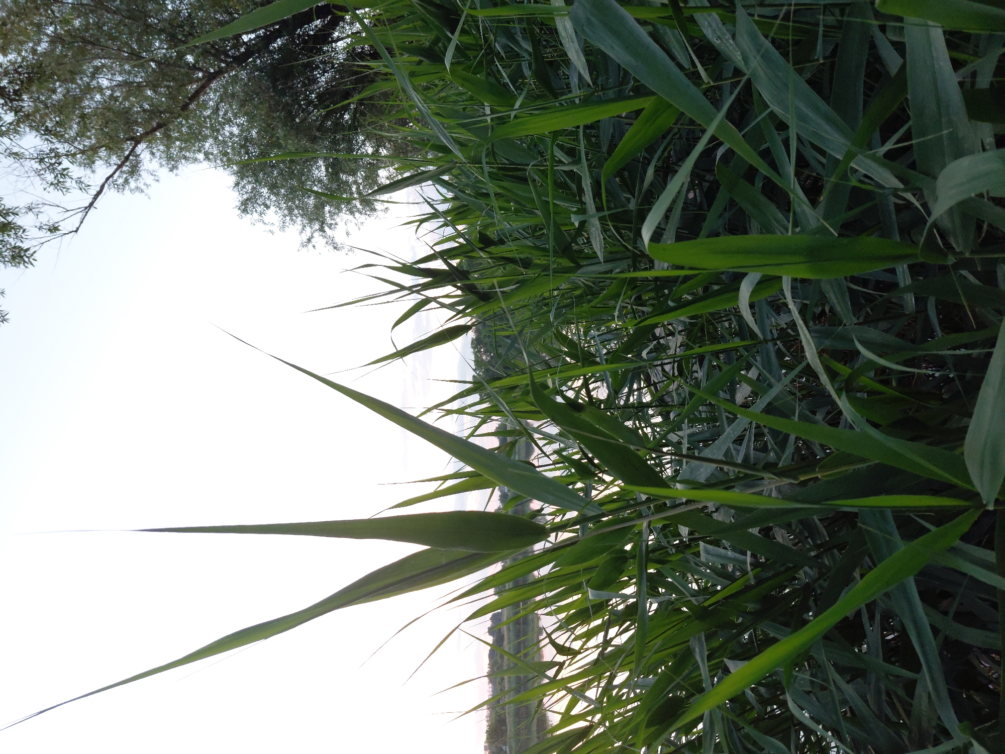 The image depicts a close-up view of tall green reeds in the foreground, obscuring much of the background. The reeds are densely packed and extend upwards towards a pale sky. Beyond the reeds, a body of water, likely a river or lake, is visible, reflecting the soft light. On the opposite bank of the water, there are trees and vegetation, and in the distance, faint structures suggest a populated area. To the right of the frame, a portion of a tree with sparse leaves is visible, its branches reaching towards the sky. The overall scene suggests a natural environment, possibly a riverside or lakeshore, located in Ustyvytsia, Ukraine. No people or animals are present in the image. The lighting indicates it may be late afternoon or early evening, with the sky being a pale white and light pink.