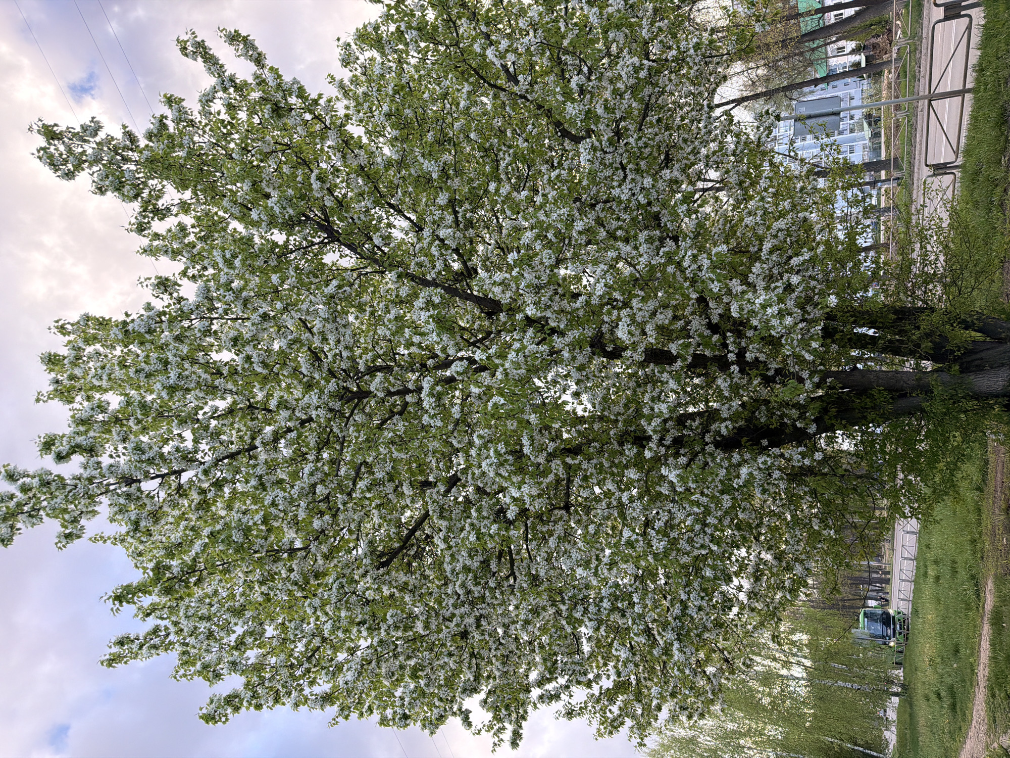 The image shows a tree in full bloom with white flowers in Chaikovsky, Russia. The tree is located near a road and a sidewalk. Behind the tree, there is a building. A green vehicle is visible further down the road. The sky is cloudy.