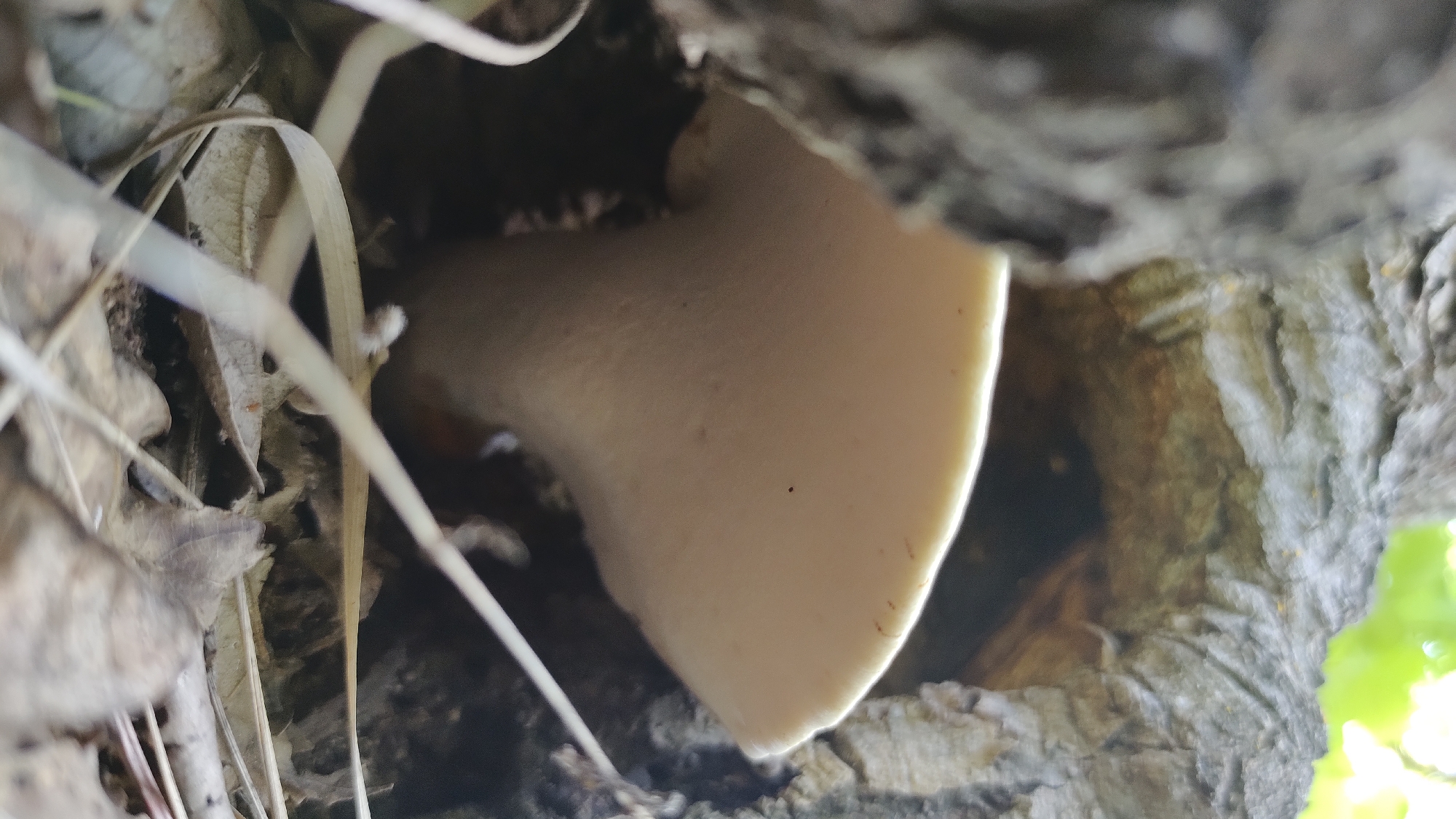 A pale, shelf-like fungus emerges from a hollow in a tree trunk. The tree bark is rough and textured, with shades of gray and brown. The fungus is a light cream color with a smooth surface, and a small black speck is visible on its cap. The surrounding area is covered in dry leaves and grass, with some blurred green foliage visible in the background, suggesting an outdoor, natural setting. The image was captured in Mikhaylovka, Russia.