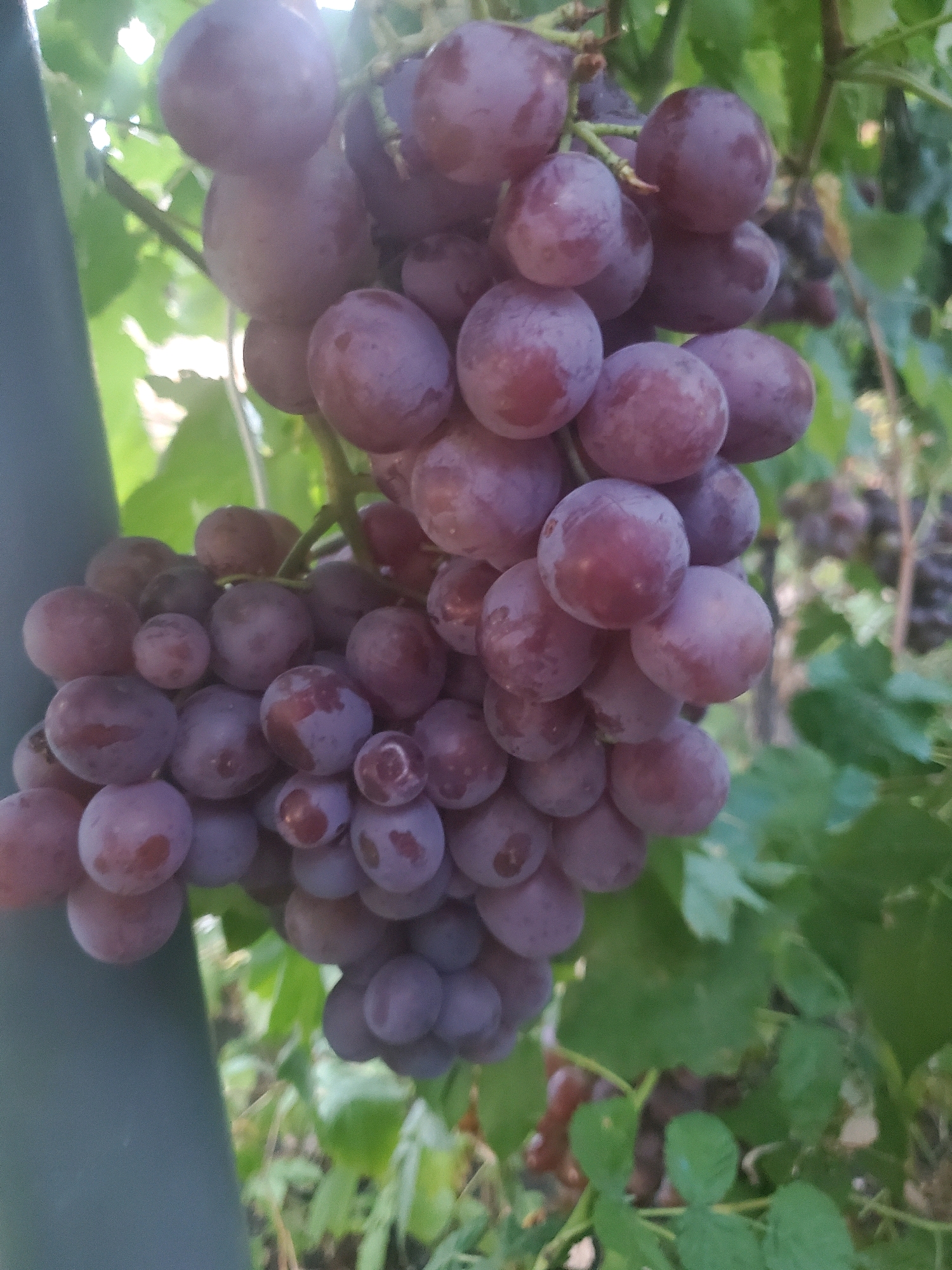 A close-up, vertical shot captures a large cluster of ripe, pink-purple grapes hanging from a vine. The grapes are plump and round, with some showing a slight bloom. They are densely packed together, forming an irregular bunch. The background is softly blurred, revealing green leaves and hints of other grape clusters, suggesting an outdoor vineyard setting. A dark, vertical object, possibly a post or stake, is visible on the left side of the frame, partially obscuring the grapes. The lighting suggests it is daytime, with some bright highlights on the grapes indicating sunlight. The image does not contain any people or evidence of human activity, other than the implied cultivation of the vineyard. The location is identified as Konstantinovka, Moldova.