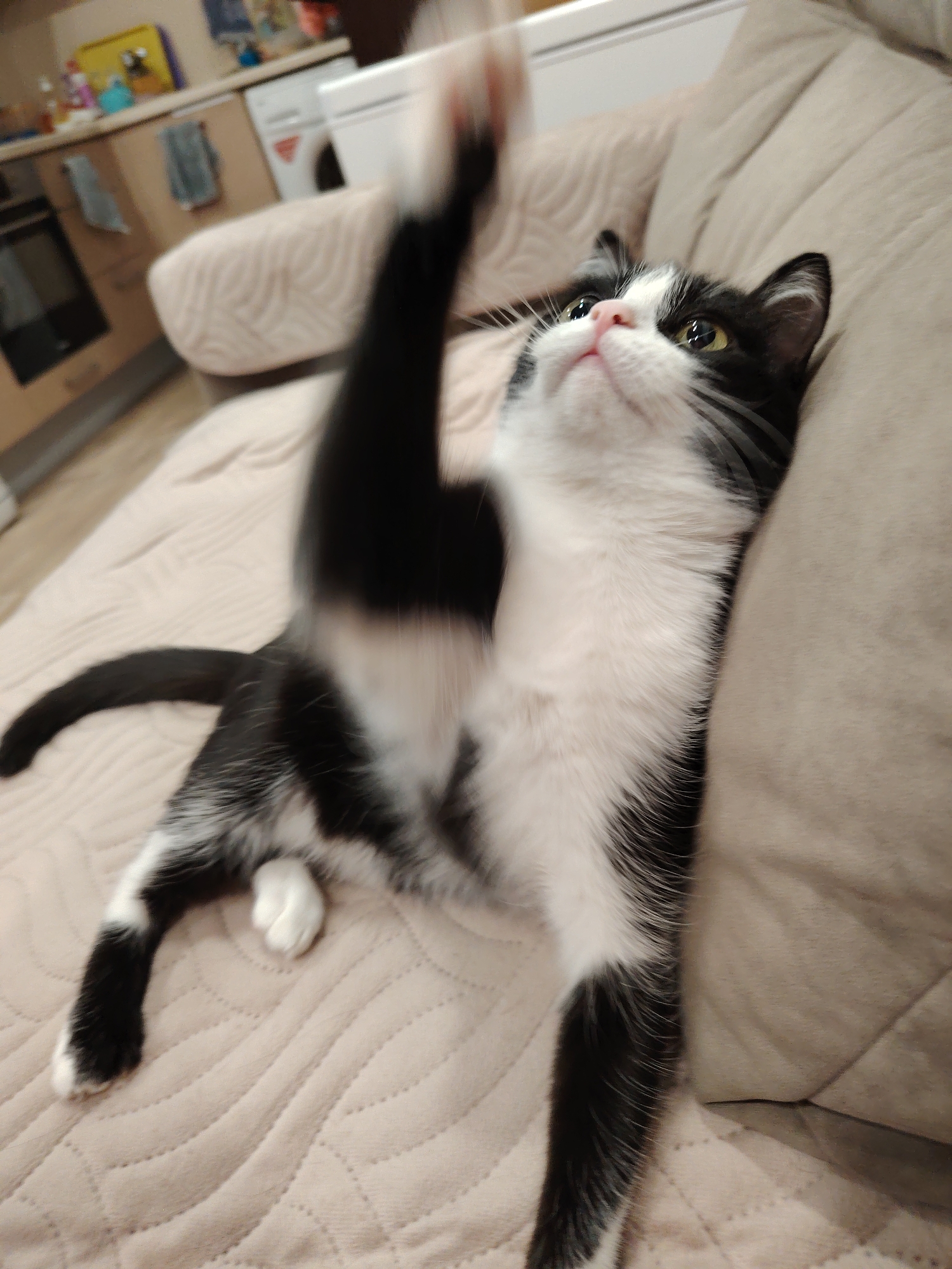 A black and white tuxedo cat is playfully captured mid-action, lying stretched out on a light-colored, quilted sofa or cushion. Its right front paw is extended high into the air, reaching upwards, likely swatting at something just out of the frame. The cat's head is tilted back, and its bright yellow eyes are focused intently on the object of its attention, giving it an engaged and curious expression.
The feline has distinct black and white fur, with a white chest, belly, and paws, contrasting with a predominantly black back, tail, and head markings. It has a small pink nose and long white whiskers. Its left front paw and both hind paws are visible, all with white tips.
The sofa or cushion beneath the cat is a soft beige or cream color, featuring a textured, quilted pattern. In the softly blurred background, an indoor setting is visible, appearing to be a kitchen or utility room. Light wooden cabinets and countertops can be discerned, along with a sink, and a white household appliance that resembles a washing machine or dishwasher. Various small items are faintly visible on the countertop. The lighting suggests an indoor environment, possibly with artificial light. There is no visible text in the image.