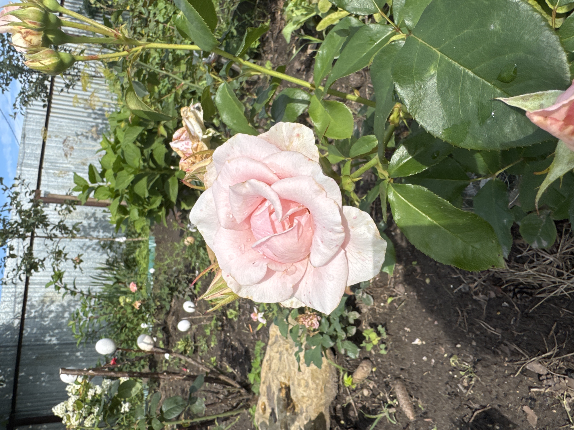 A single, light pink rose in full bloom is the central subject of the photograph, positioned in the foreground and slightly to the right of center. The rose has delicate, ruffled petals, some of which are tinged with a deeper pink. Small water droplets are visible on the petals, suggesting recent watering or dew. The rose is attached to a green stem with several leaves, some of which are large and serrated.
Behind the rose, the scene transitions to a garden environment. To the left, a large, rough-textured tan rock is partially visible. Further back, there are various plants, including a bush with white flowers, and the green foliage of what appears to be hydrangeas. A grey corrugated metal fence runs horizontally across the background, casting a shadow on the ground. The ground itself is dark soil with scattered dry leaves and pine needles.
The lighting indicates it is daytime, with sunlight casting shadows and highlighting the textures of the plants and the fence. The overall impression is one of a natural, outdoor setting, likely a domestic garden. The image does not contain any people or animals. The location, as specified, is Obukhovo, Russia, which implies a temperate climate where roses are cultivated.