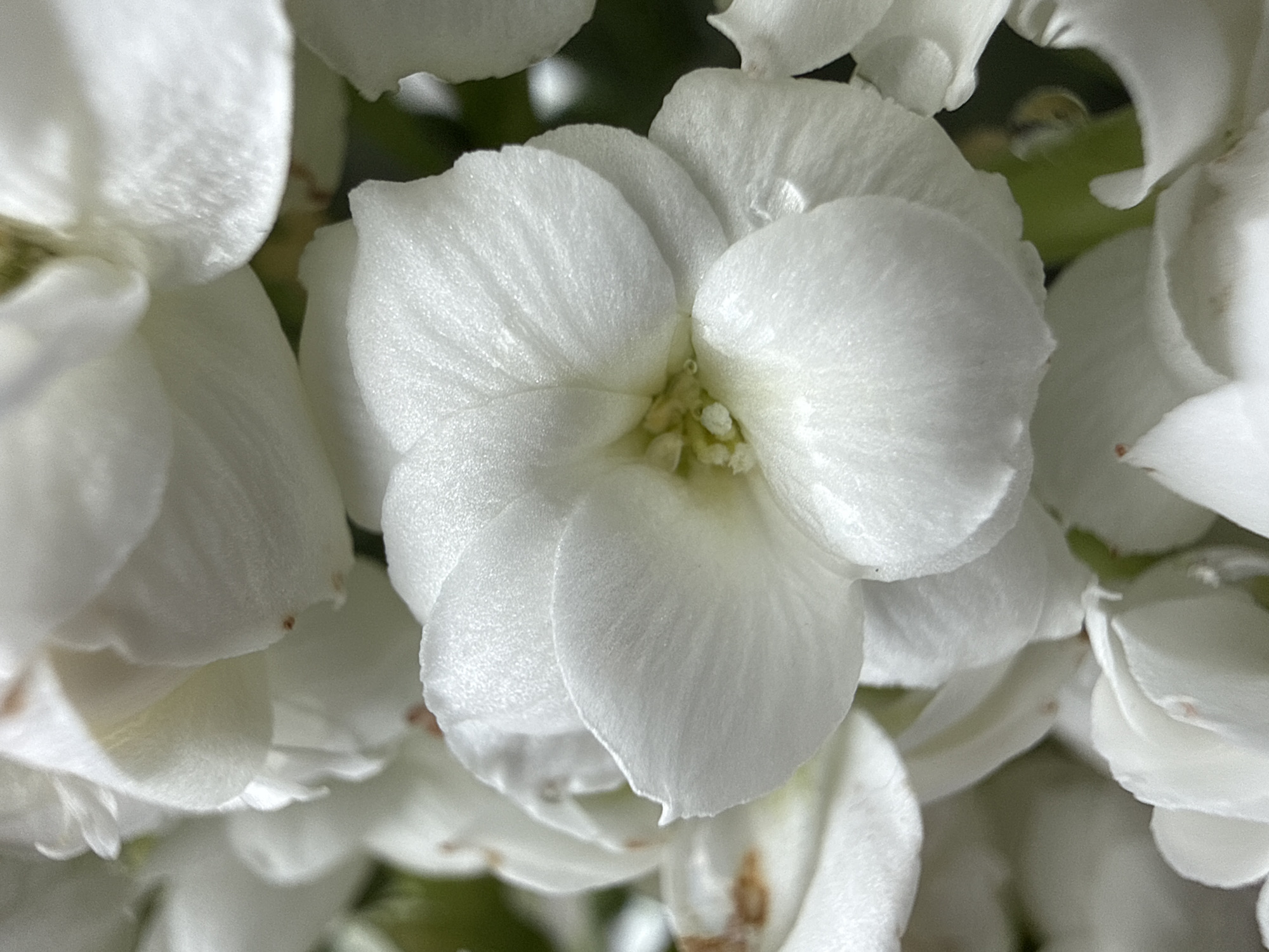 A close-up, macro photograph showcases the delicate white petals of several flowers, their textured surfaces catching the light. The focus is on a central bloom, revealing its intricate structure and a hint of pale yellow at its center. Other flowers, partially blurred, surround it, creating a soft, layered effect. The overall impression is one of natural beauty and gentle detail. The image is a photograph taken outdoors, likely in a garden setting, with hints of green foliage in the background. The specific location in Ridabu, Norway, is not discernible from the visual information provided in the image.