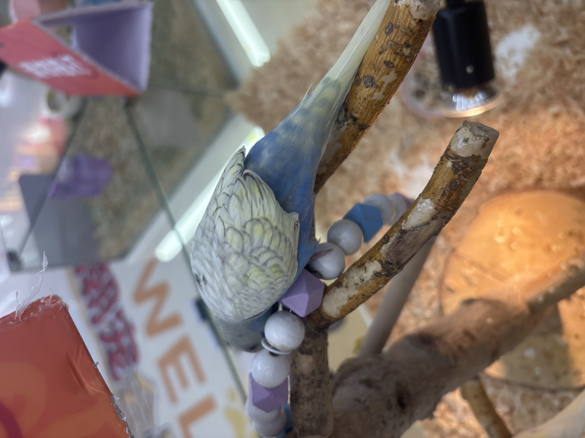 In Tianhe District, China, a light blue and white parakeet is perched on a wooden branch, facing away from the camera. The bird's feathers exhibit a pale yellow and blue coloration. A string of white and purple hexagonal beads is draped around its neck and partially rests on the branch. The bird is positioned within an enclosure with a glass wall, and the background contains blurred elements including what appears to be a retail store sign with orange lettering reading "WEL". The enclosure floor is covered in wood shavings.