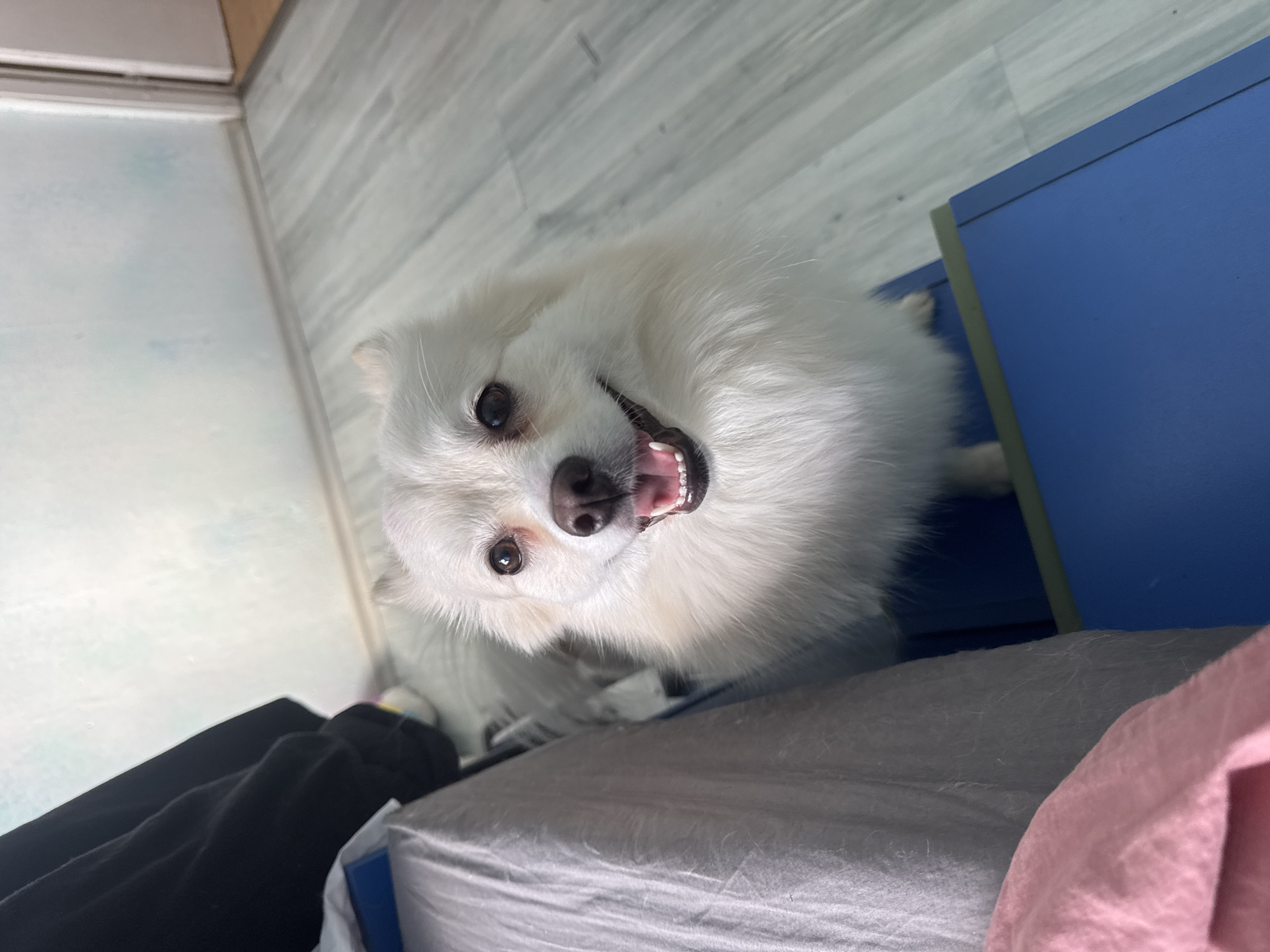A fluffy, white dog with brown eyes and exposed teeth is looking up at the camera. The dog is near a blue cabinet and a bed covered with grey and pink bedding. The background includes a wooden floor and a white wall. The location appears to be indoors. The photo provides no evidence for a location in Sofia, Bulgaria.