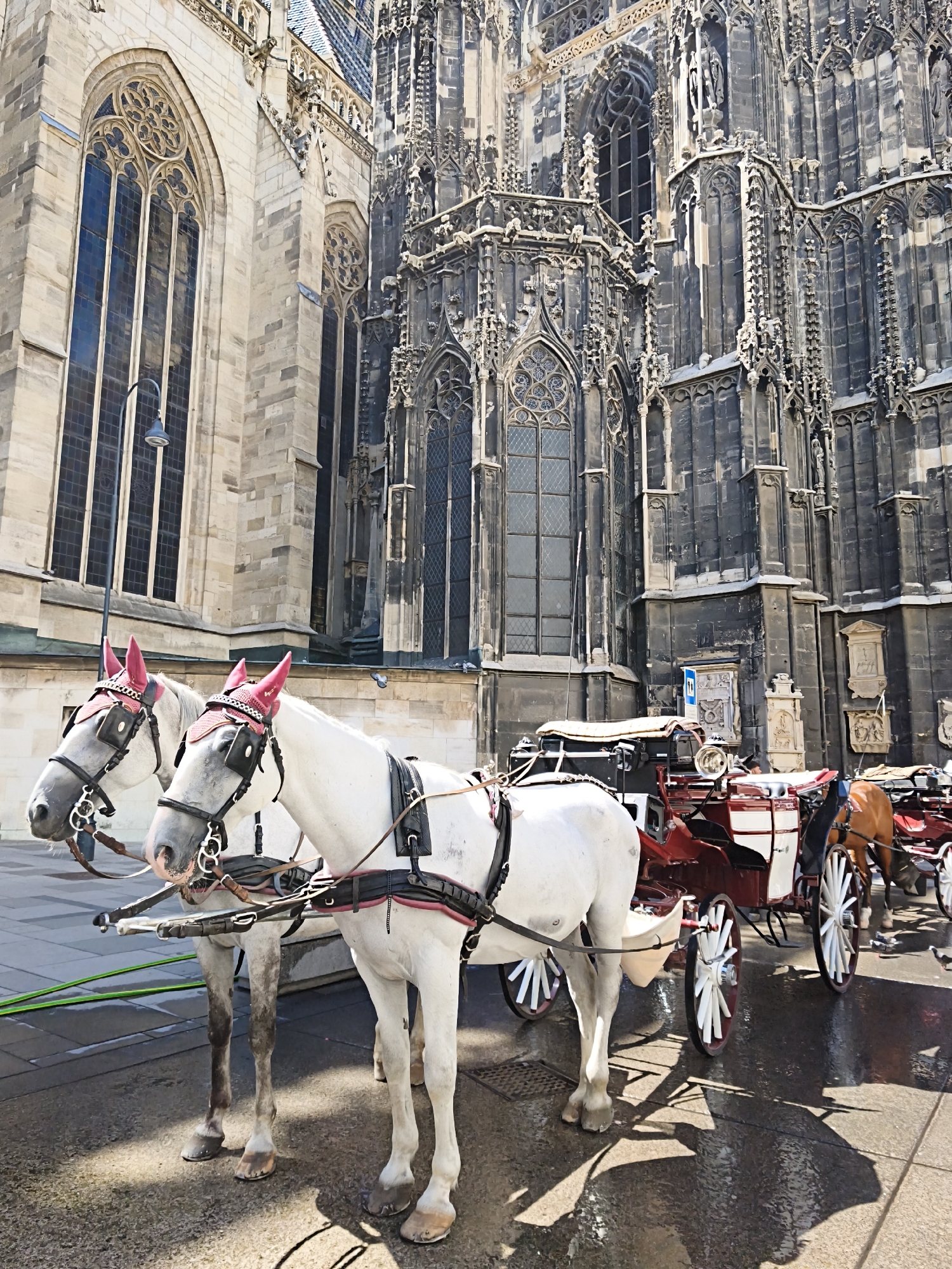 The image depicts two white horses wearing pink ear covers and ornate bridles, standing in front of a grand Gothic-style building. The horses are harnessed to a red and white carriage. The building features intricate stone carvings, tall arched windows with stained glass, and gargoyles. The ground is paved and wet, reflecting sunlight, suggesting it may have recently rained. In the background, part of another carriage and possibly a person can be seen. The scene appears to be a tourist attraction, with the horses and carriage likely offering rides. The architectural style strongly suggests the location is St. Stephen's Cathedral (Stephansdom) in Vienna, Austria, a prominent landmark and tourist destination.