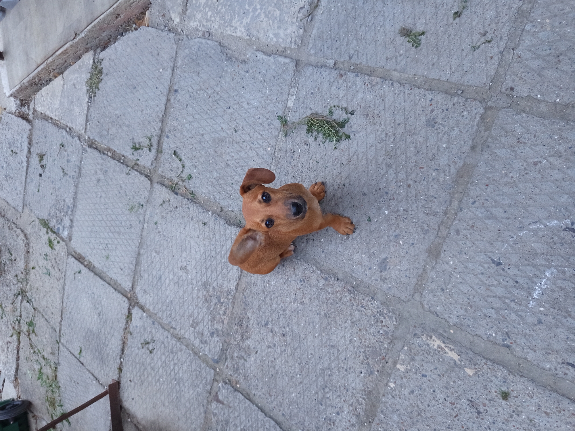 A small, brown dog with floppy ears sits on a paved, grey concrete patio, looking directly at the camera. The patio is made of square, interlocking slabs with visible seams and some cracks. Small tufts of grass and dirt are scattered between the slabs. In the upper left corner of the image, a portion of a green object with a black wheel is visible, along with a metal support. The scene appears to be outdoors, possibly in a yard or courtyard within the city of Tiraspol, Moldova. The lighting suggests it is daytime.