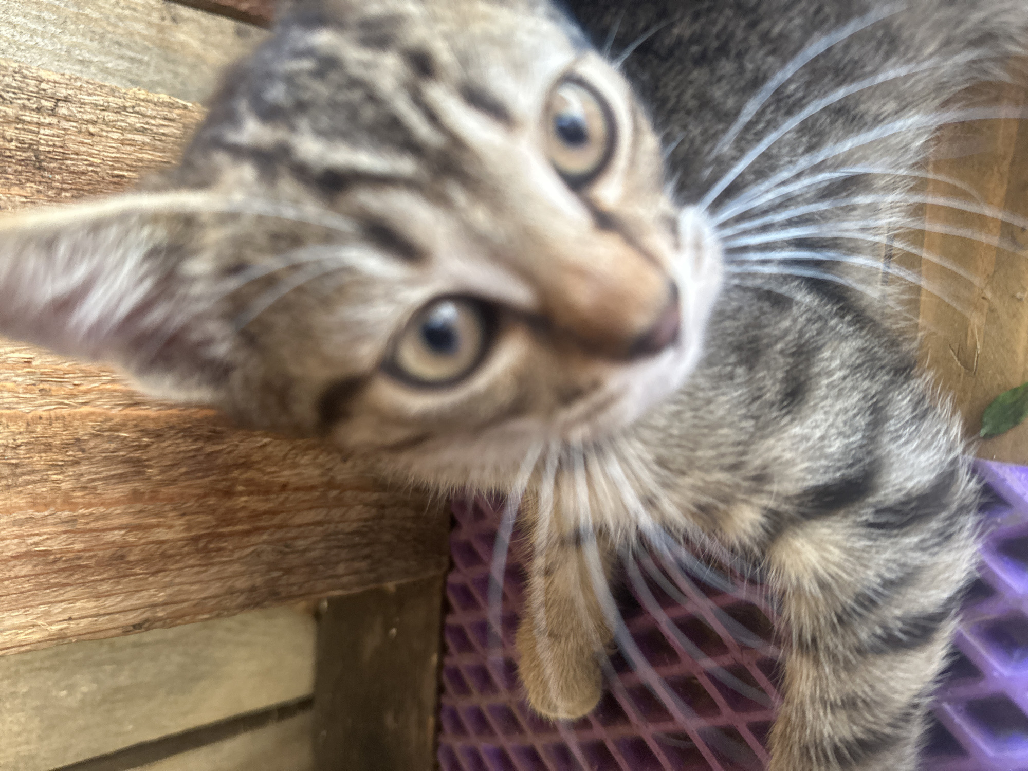 An extreme close-up shot shows the head and front paws of a tabby kitten. The kitten's fur is a mix of grey, brown, and black stripes. Its eyes are wide and light brown, and its whiskers are long and white. The kitten is lying on a purple, diamond-patterned mat, with a wooden surface visible in the background. The lighting suggests an outdoor setting, possibly a porch or patio. The overall focus is on the kitten's face and immediate surroundings.