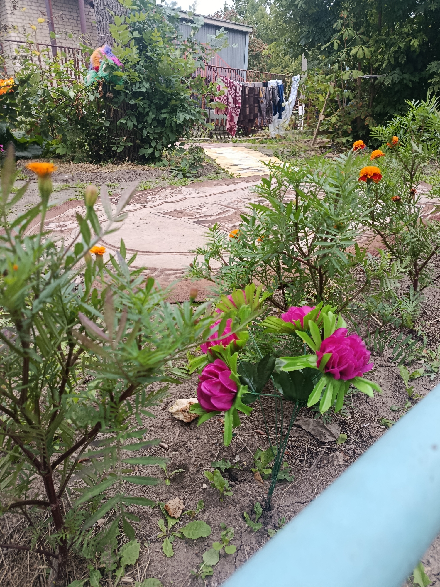 The image depicts a backyard area with a brick building and fence in the background. A clothesline with laundry hangs on the fence. In the foreground, there are several plants with green leaves and small orange flowers, as well as two artificial pink flowers. The ground is covered in dirt, with some scattered stones and dry leaves. The scene appears to be in a residential area. The location of Syzran, Russia is mentioned, but there are no specific visual cues in the image to confirm this.