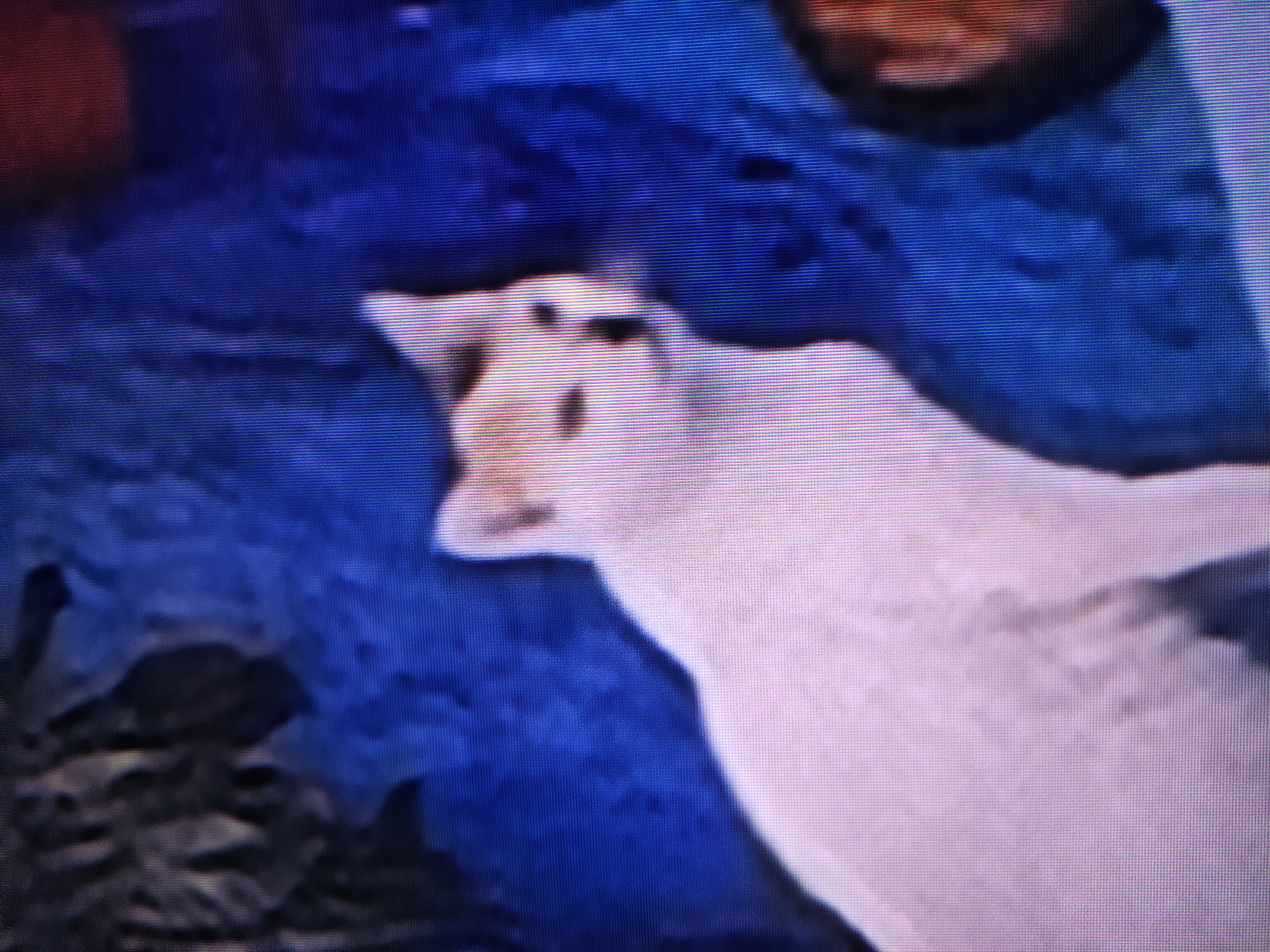 The image features a light-colored animal, possibly a cat or a small dog, with dark markings around its eyes and on its forehead. The animal's head and part of its body are visible, set against a dominant dark blue background that appears to be either a body of water or a textured fabric surface. The animal seems to be resting or floating in a still position.
The overall image quality is low, characterized by significant pixelation and prominent horizontal lines across the entire frame, indicative of a photograph taken of a digital screen. There are also darker, indistinct shapes and forms present within the blue background, and hints of reddish-brown in the upper left and lighter tones towards the bottom right. No specific activity beyond the animal being present is discernible. There are no visible location cues within the image to tie it to Pavlodar, Kazakhstan, nor are there any indications of time of day, weather, or human presence. No text is visible.