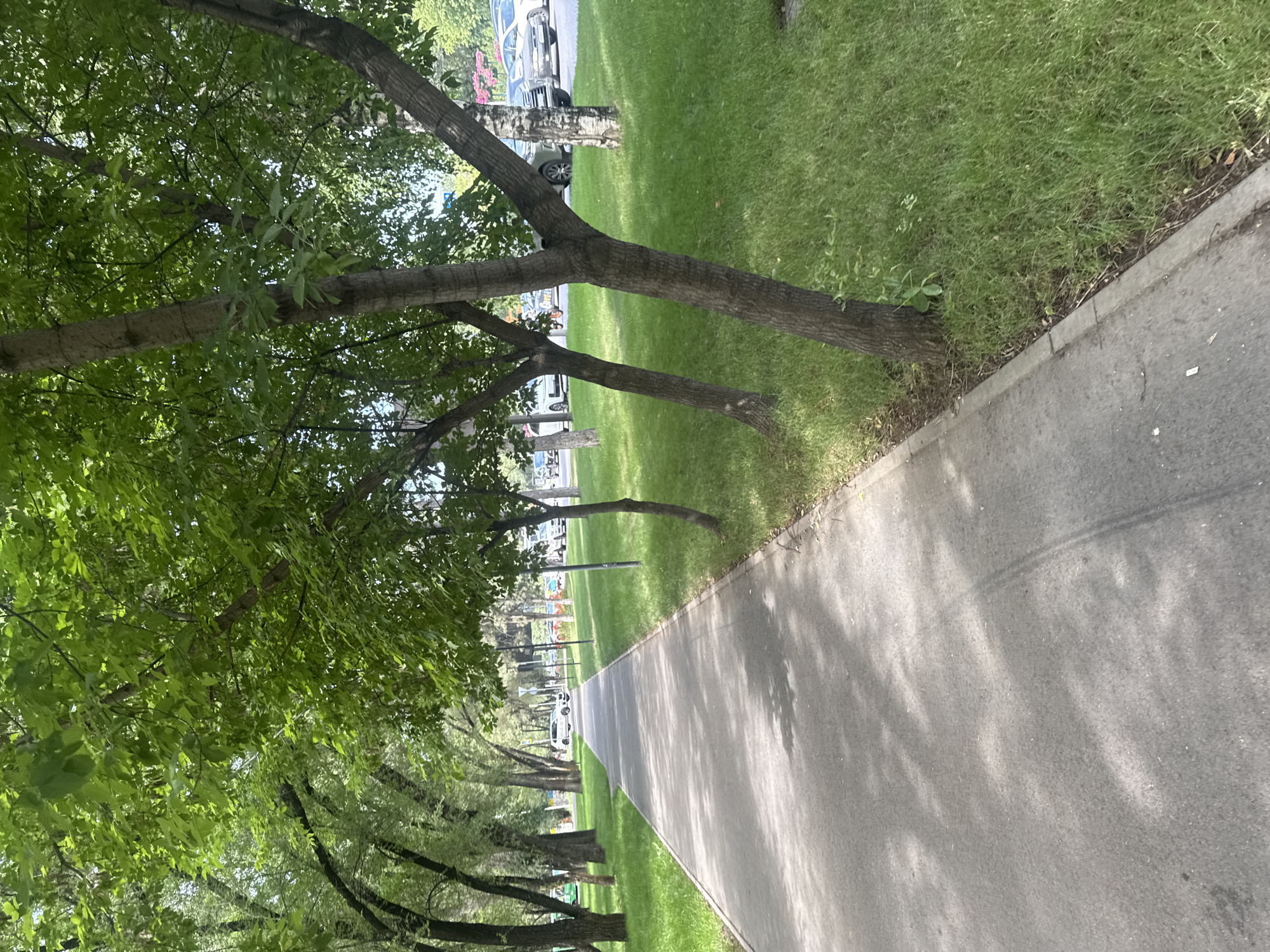 The image depicts a pedestrian pathway lined with trees and grass in Almaty, Kazakhstan. The pathway is paved with asphalt and is bordered by a curb. Lush green grass covers the area to the right of the pathway, with several trees casting shadows on the path. In the background, there are cars parked on the side of the road, suggesting an urban or suburban setting. The trees are mature with full canopies of green leaves, indicating it is likely spring or summer. The overall scene is peaceful and suggests a well-maintained public space.