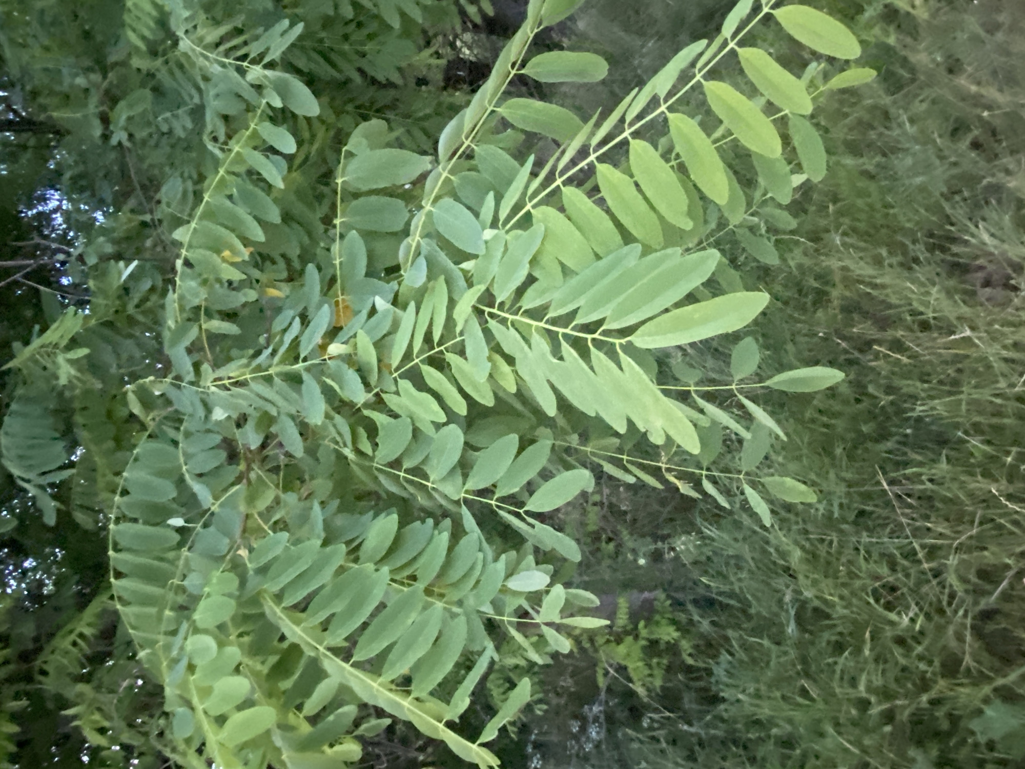 In Horodca, Moldova, a branch of a tree with compound leaves hangs over a grassy area. The leaves are oval-shaped and arranged in pairs along the stem. The grass is green and appears somewhat unkempt. The background shows more foliage and the dim light suggests it is either early morning or late evening. There are no people or animals visible in the image, and no actions or interactions are taking place. The scene is static and focuses on the natural elements of the environment.