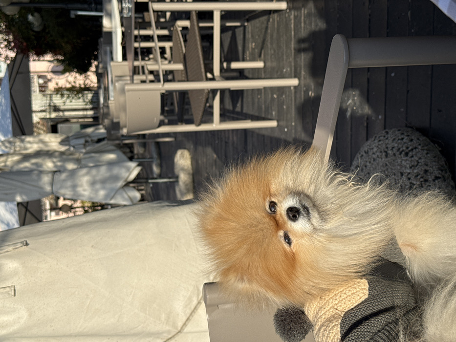 A light orange and cream-colored Pomeranian dog, wearing a two-tone knitted garment (cream-colored on top with a grey pom-pom, and grey underneath), is seated in a light beige outdoor chair, facing forward and looking directly at the viewer. The dog rests on a dark grey, textured cushion within the chair. The scene is an outdoor cafe terrace located in Sirmione, Italy. The terrace floor is composed of dark wood planks, illuminated by strong natural sunlight, which casts distinct shadows. In the mid-ground and background, multiple empty light beige outdoor chairs and various tables are arranged. Several large, white, folded patio umbrellas are visible, alongside portions of a light pink building and green foliage in the distance.