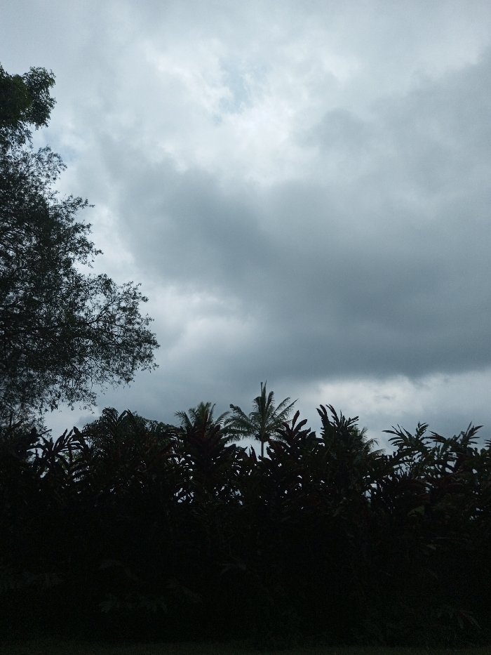 The image presents an outdoor scene dominated by a vast, cloudy sky looming over a dense line of trees. The upper two-thirds of the frame are filled with heavy, dark grey clouds, indicative of an overcast day or impending rain. Patches of lighter grey and faint hints of blue are visible within the cloud cover, suggesting varying thickness or scattered breaks.
In the lower third of the image, a silhouette of lush foliage forms a dark, undulating horizon line against the brighter sky. On the far left, a large, leafy tree extends its branches from the top-left corner, reaching down into the mid-ground. Towards the center, a distinct palm tree stands tall, its characteristic fronds clearly silhouetted. Below and surrounding the palm tree, other dense, bushy trees and shrubs create a solid mass of dark green foliage. The trees are heavily shadowed, appearing almost black, with very little detail visible in their leaves due to the backlight.
There is no discernible activity or event taking place; the scene is still and atmospheric. The time of day appears to be either an overcast daytime or late afternoon/early evening, characterized by the dim light and heavy cloud cover which suggests pre-storm conditions. The presence of a palm tree and other tropical-looking foliage aligns with the given location context of Orehat, India. No text is visible in the image. The overall mood conveyed is one of quiet contemplation or the anticipation of a weather change.
