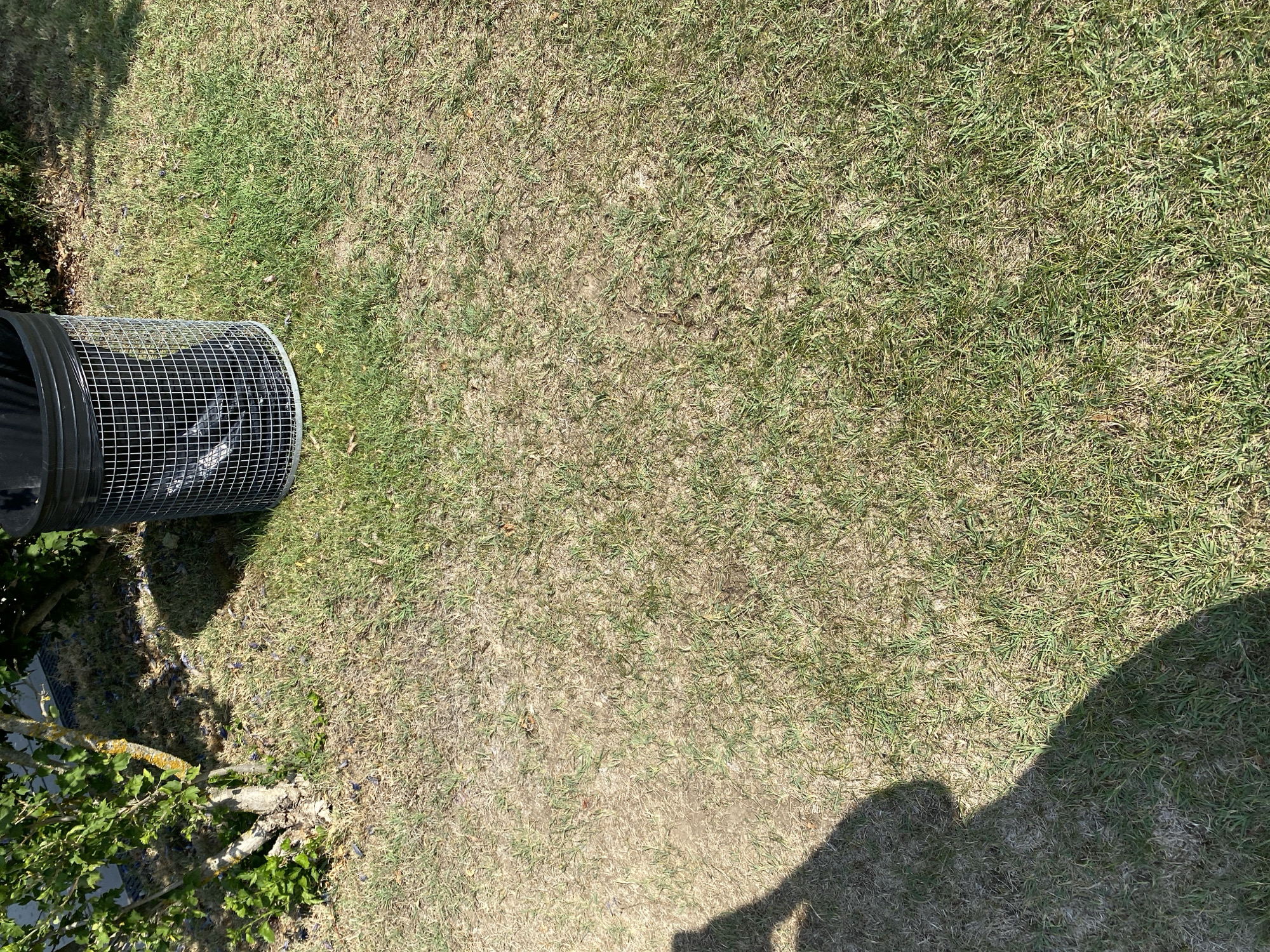 An outdoor scene at ground level shows a patch of dry grass with a shadow of a person on the left side of the frame. To the right and slightly behind the shadow, a wire mesh trash can with a black plastic liner is visible. The trash can sits on the grass near the base of a small tree with green foliage and a mossy trunk, which is partially obscured by the trash can. Some dark, plum-like objects are scattered on the ground around the tree. The overall environment appears to be a garden or park area.
