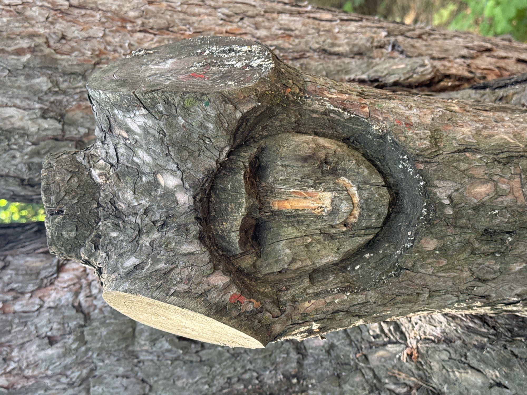 This is a close-up, eye-level, outdoor photograph of a carved face on a tree trunk, located in the city of Dnipro, Ukraine. The carving, which appears to be in a park or wooded area, depicts a stylized human face with eyes, a nose, and a smiling mouth. The carving is set within the textured bark of a mature tree. The bark is rough and gray, with some patches of green moss and remnants of red and white paint. The background consists of more tree trunks and blurred green foliage, suggesting a natural, possibly urban park setting. The lighting indicates it is daytime, with sunlight casting shadows and highlighting the textures of the wood. There are no people visible in the image.