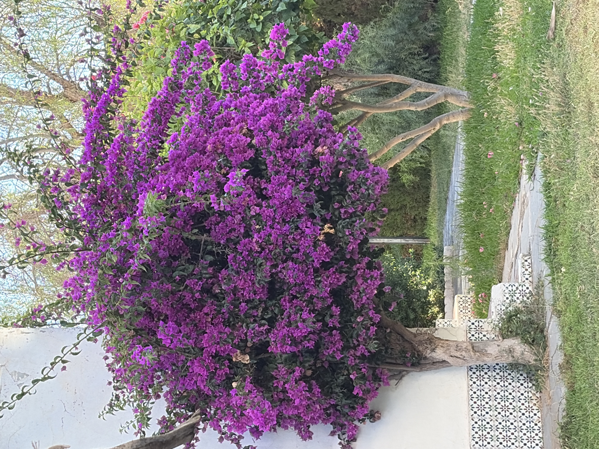 The image captures a vibrant Bougainvillea tree with abundant purple blooms, positioned next to a white wall adorned with decorative tiled steps. The tree trunk is sturdy and rough, with branches spreading widely to support the dense foliage. In the background, a second, smaller tree with lighter branches stands, partially obscured by the main Bougainvillea. Lush green grass and other vegetation surround the trees, suggesting an outdoor setting, possibly a garden or courtyard. The tiled steps exhibit a classic pattern of white tiles with black floral motifs. The scene appears to be in a well-maintained outdoor area, consistent with the gardens and public spaces found in coastal Mediterranean cities like Torrevieja, Spain.