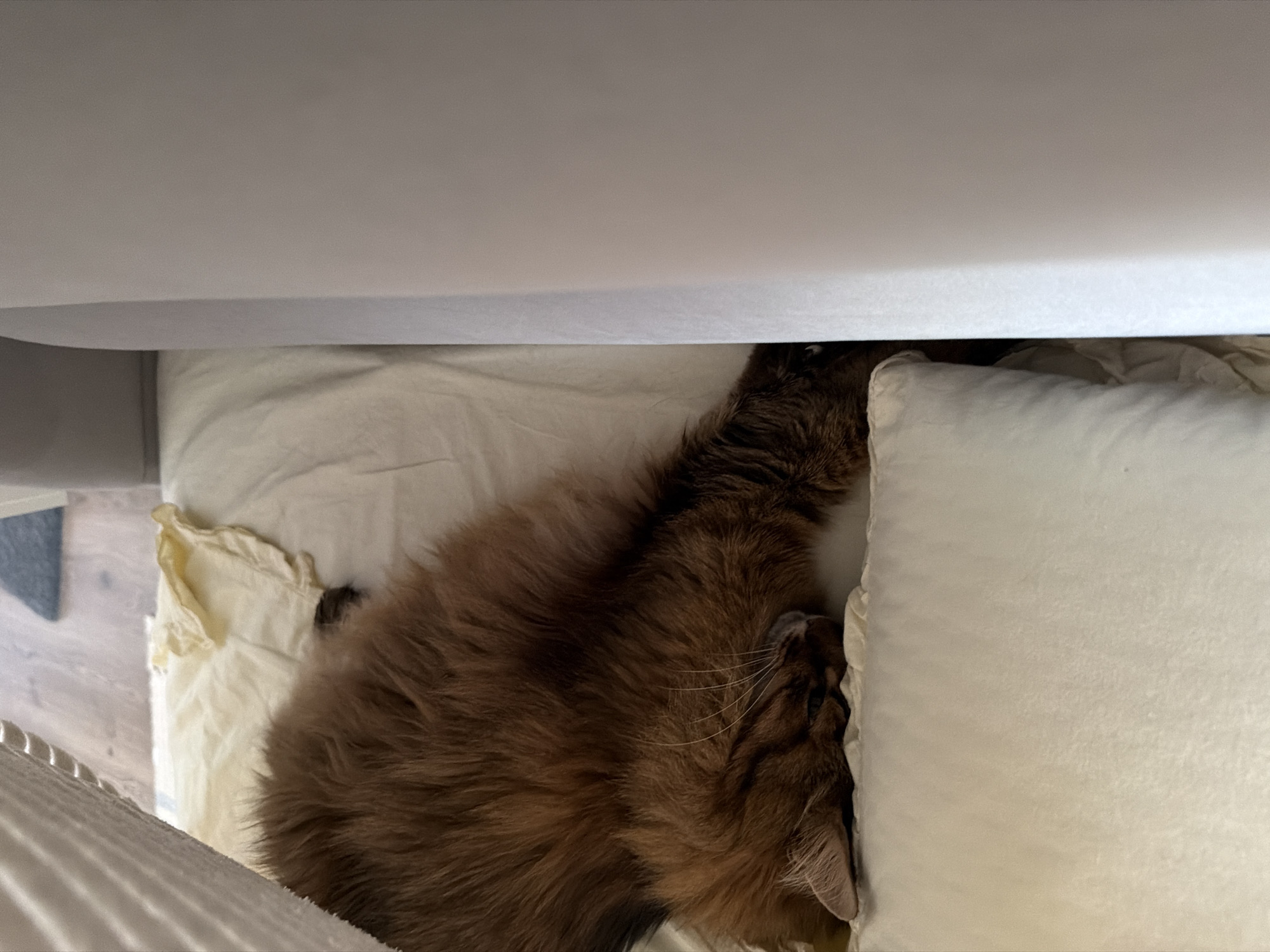 An overhead shot shows a long-haired cat with reddish-brown fur sleeping on a beige-colored bed, partially tucked into a crevice between two pieces of furniture, likely a sofa and a wall. The cat's head is resting on a fluffy white pillow, and its body extends along the length of the bed. The scene appears to be indoors, in a domestic setting, but no specific location within Kyiv, Ukraine can be identified from the image.