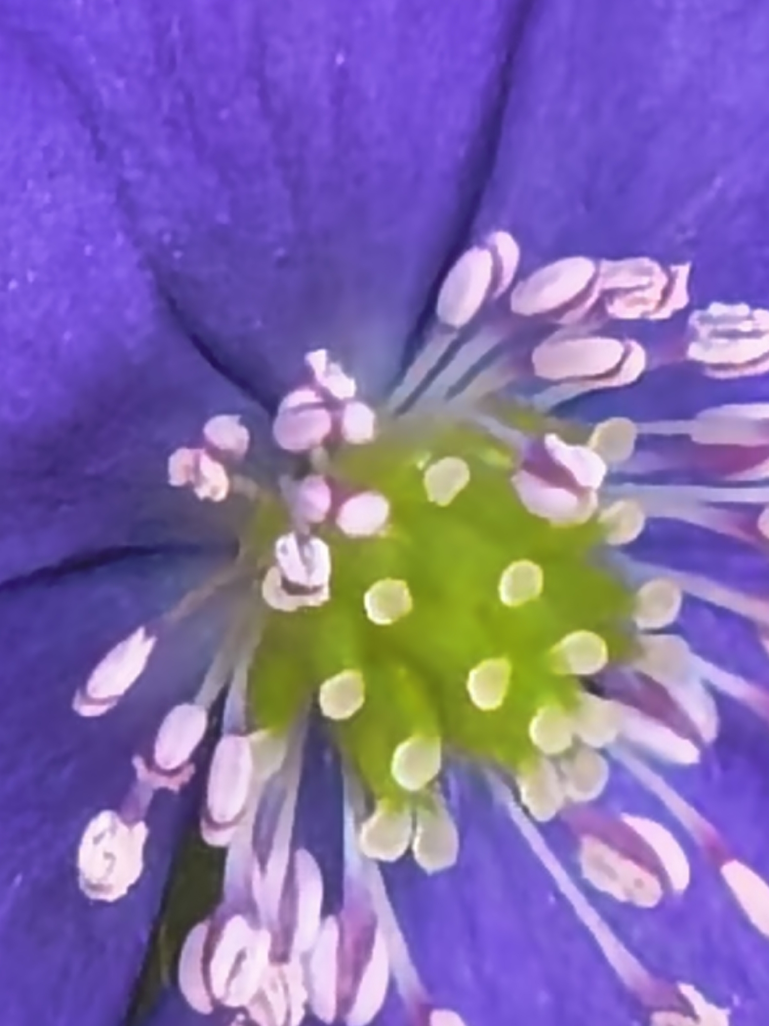 The image is a close-up of a purple flower with a green center. The flower has numerous white stamens with purple tips radiating from the center. The purple petals appear smooth and slightly blurry. The green center has several small white spots.