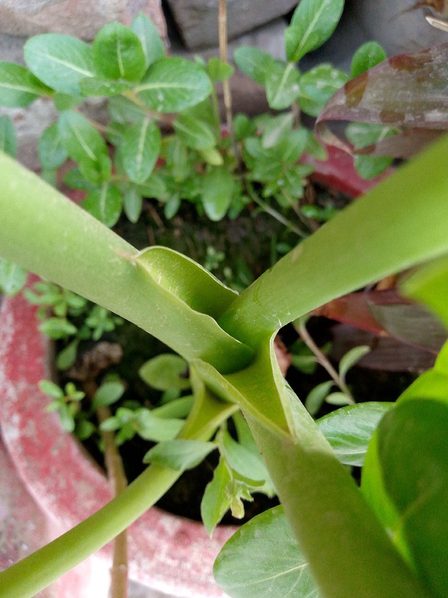 The image shows a close-up, overhead view of a potted plant. The focus is on the thick, green stem of the plant, which appears to be a succulent or similar plant with a fleshy stem. The stem is positioned diagonally across the frame, with one side in sharp focus and the other blurring into the background. The stem has a smooth texture and a vibrant green color, with subtle variations in tone.
Surrounding the main stem, there are various green leaves of different sizes and shapes, some of which are out of focus. There are also hints of reddish-brown leaves in the background, suggesting another plant or the undersides of some of the main plant's leaves. The plant is in a terracotta pot, visible at the bottom left of the frame as a pinkish-red rim with a rough texture. The background consists of dark soil and a few small, light-colored pebbles or stones.
The lighting suggests it is daytime, with natural light illuminating the scene. There are no people or any clear indication of a specific event taking place. The overall impression is one of natural growth and the details of a plant's structure. There is no visible text in the image.
