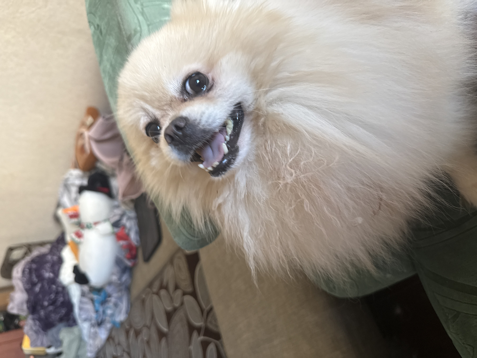 A cream-colored Pomeranian dog with its mouth open, showing its tongue and teeth, is the primary subject of this close-up, indoor shot. The dog is positioned in the foreground, resting on a green surface that appears to be a couch or bed. The dog's fur is fluffy and light, with some strands appearing wispy. In the background, out of focus, there is a pile of clothes, including a purple garment, a white stuffed animal, and other colorful items. A dark rectangular object, possibly a phone, is visible on a patterned surface in the mid-ground. The overall lighting is soft, suggesting an indoor environment.