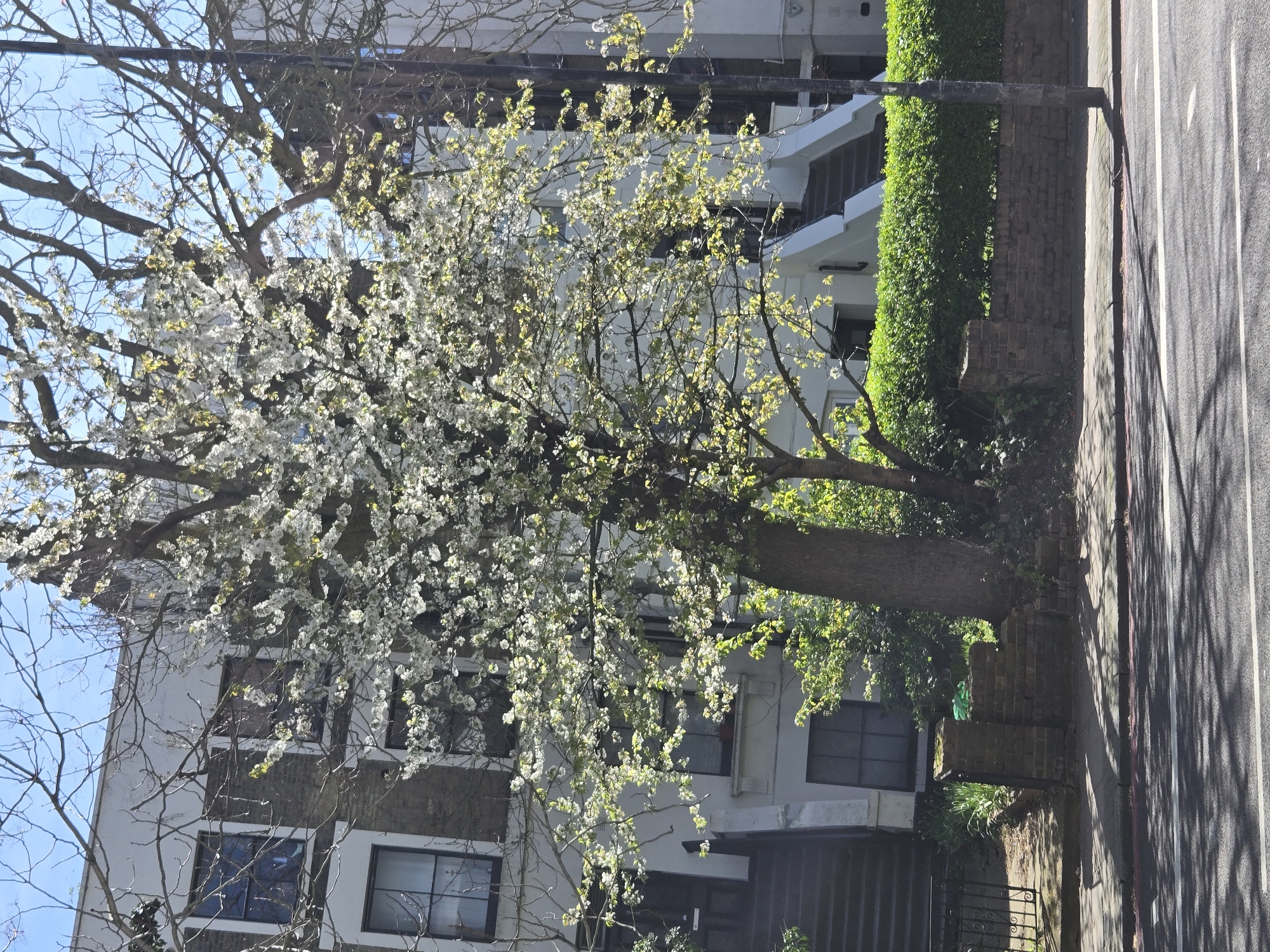 The image captures a street scene in London, United Kingdom, likely in spring due to the blossoming tree prominently featured. The tree, laden with white blossoms, stands in front of a multi-story building with a mix of light-colored facades and darker brickwork, evident in the building's architecture. The building has evenly spaced windows and is indicative of residential architecture. To the right of the tree is a meticulously maintained hedge growing along a brick wall, separating the property from the adjacent street. The street itself is partially visible, showing asphalt with white lane markings, suggesting a road for vehicular traffic. The lighting suggests a sunny day with shadows cast across the street. There are no people visible in the image. The overall impression is of a tranquil residential street in a prosperous urban environment.