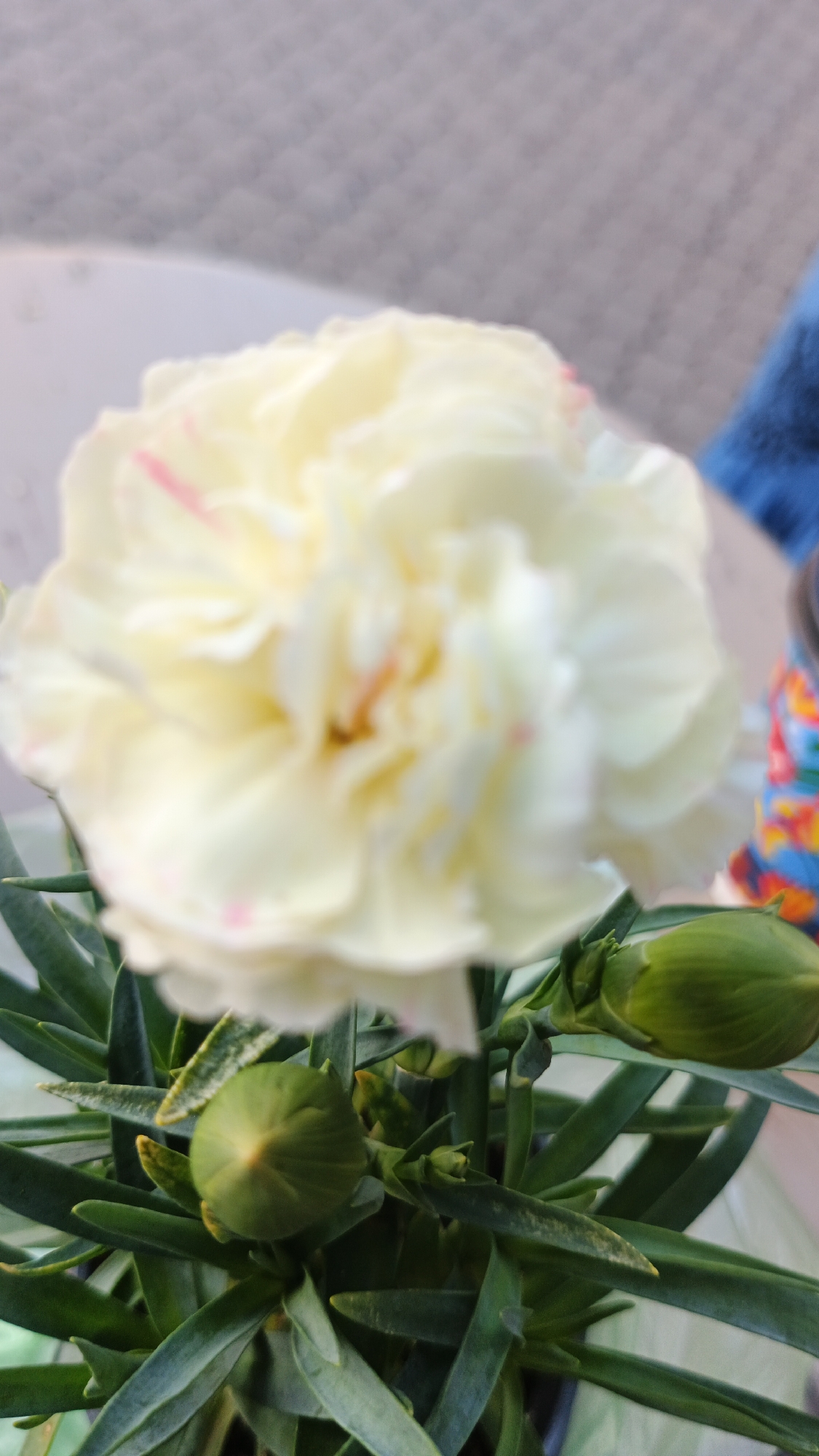 The image is a close-up, vertical, slightly out-of-focus photograph of a pale yellow carnation flower with hints of pink. The flower is in the foreground, with several green buds and leaves surrounding its base. In the background, there is a blurred surface that appears to be a textured, greyish-white fabric or wall, and a hint of blue fabric to the right. The image does not contain any discernible elements that would allow for the determination of its location in Kryvyi Rih, Ukraine, nor does it depict any people, actions, or interactions.