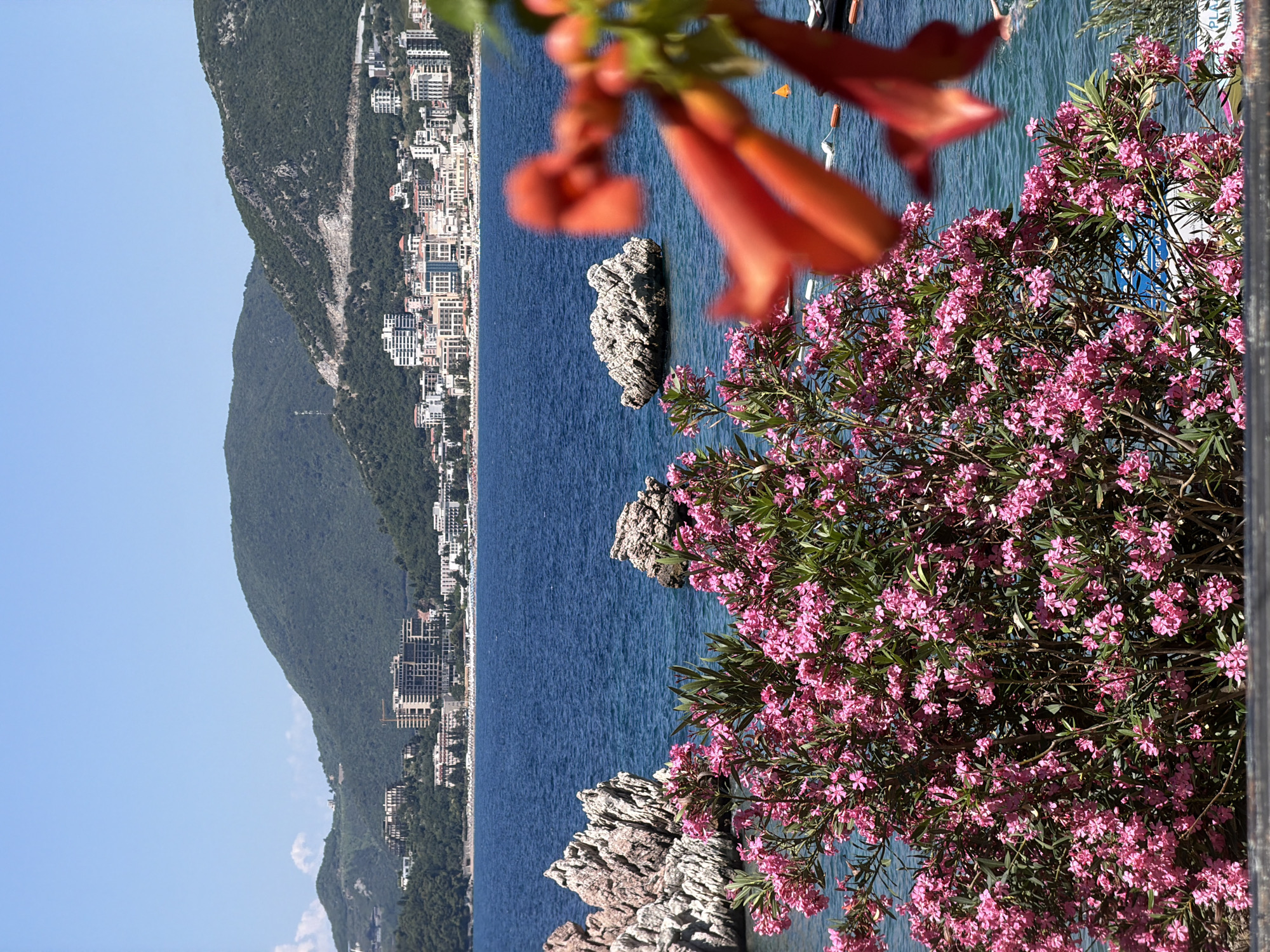 This is a photograph of the coastline in Pržno, Montenegro, taken on a clear, sunny day. In the foreground, a vibrant pink flowering bush, likely oleander, dominates the lower half of the frame, its blossoms creating a soft, colorful barrier. Behind the bush, the deep blue Adriatic Sea stretches out, dotted with several small boats and buoys. Two large, rocky outcrops emerge from the water, one on the left side of the image and another smaller one to the right.
In the mid-ground, a coastal town is visible, characterized by a cluster of white and beige buildings, including several multi-story hotels and residential structures. These buildings are nestled at the base of lush, green mountains that rise steeply in the background. The mountains are covered in dense vegetation, with some rocky, exposed areas visible on their slopes. The sky is a clear, bright blue, devoid of clouds. The overall scene evokes a sense of a tranquil Mediterranean resort town.