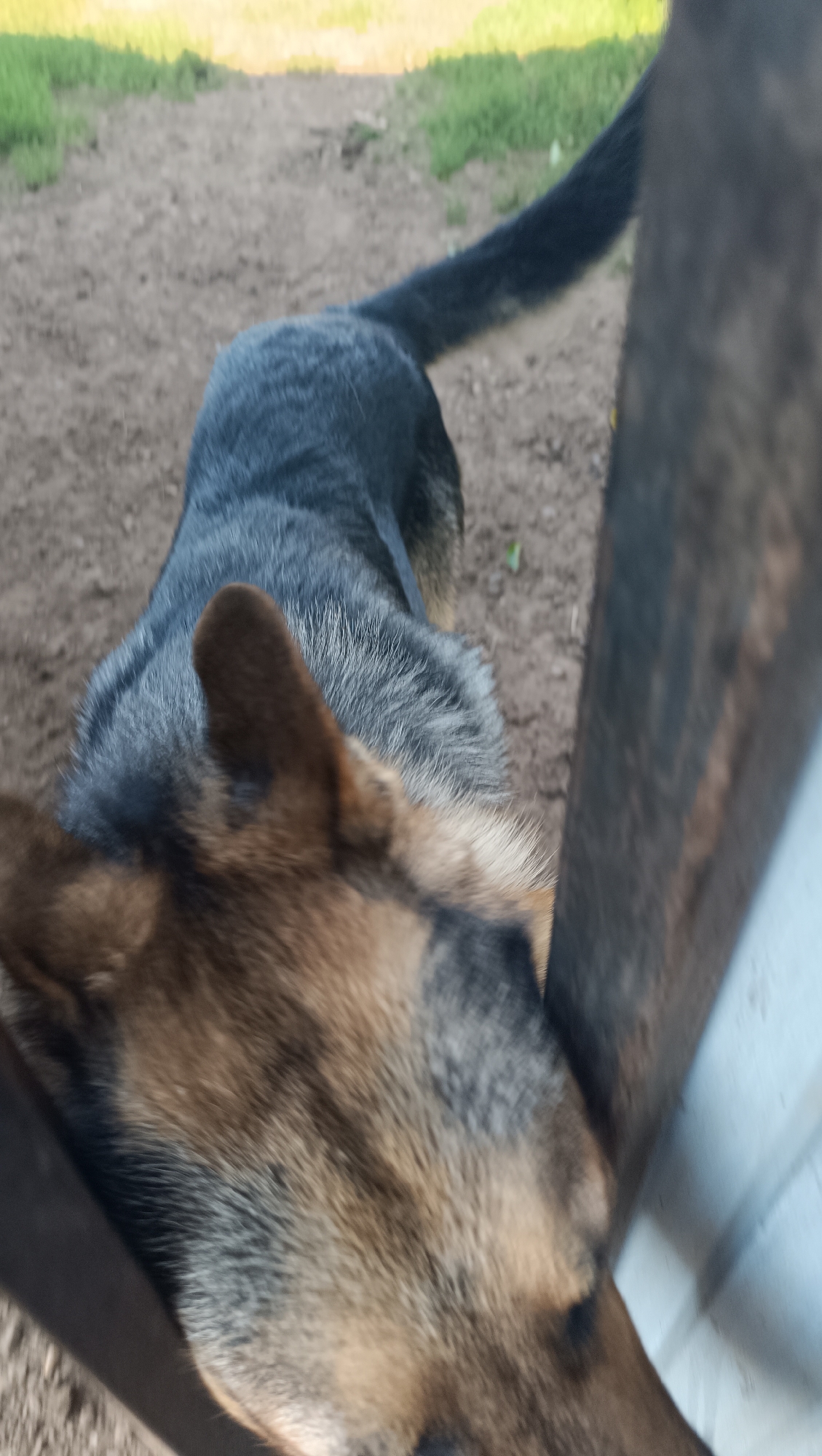 A German Shepherd dog is partially visible in the foreground, facing to the right, with its head close to a wooden post and a white wall. The dog's fur is a mix of black, gray, and tan. The background consists of a dirt ground with some green grass in the upper left corner. The image appears to be taken outdoors in daylight. There is no indication of the city of Karsha, Russia, or any other specific location information.