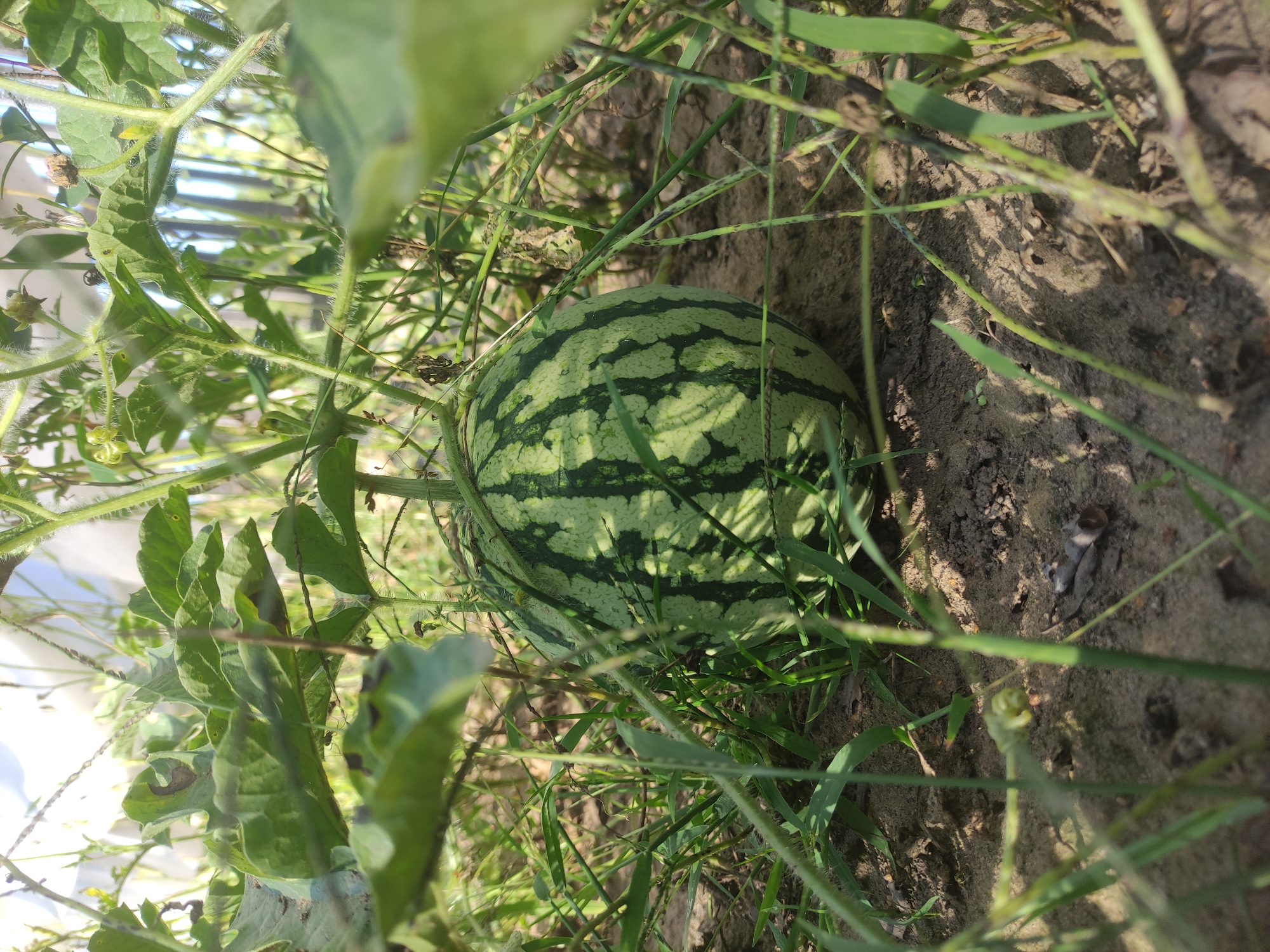 A small, striped watermelon rests on the dirt ground, partially obscured by green leaves and grass. The scene appears to be outdoors, with sunlight casting shadows. The vegetation suggests a garden or field setting. The overall environment is natural and rural.