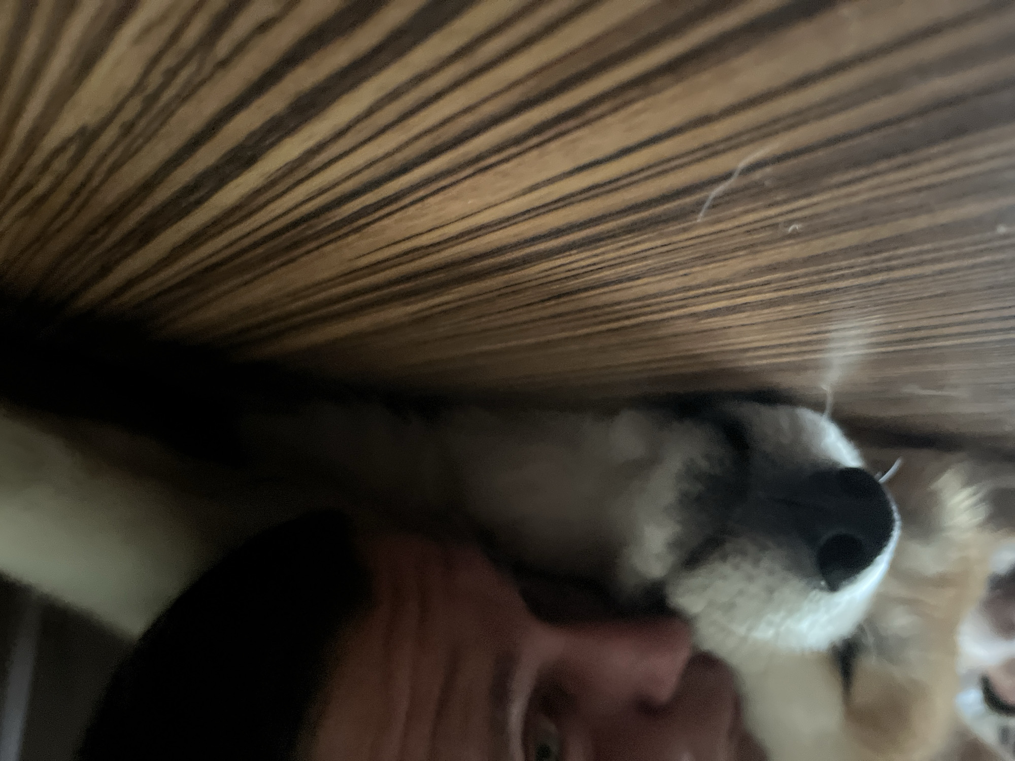 This intimate, low-angle photograph is taken from directly beneath a wooden surface, possibly a table or desk, looking upwards. The dominant feature of the upper two-thirds of the image is the underside of this surface, which displays a prominent, elongated wood grain pattern with alternating light and dark brown lines stretching diagonally across the frame.
In the lower portion of the image, two subjects are visible, positioned closely together. To the left, part of a person's head is seen, including the forehead, eyebrow, and eye, along with the bridge of the nose and part of the cheek. The person's skin tone appears warm, and they are looking towards the right side of the frame, seemingly at the other subject.
Adjacent to the person, on the right, is a dog's face, specifically its snout and nose. The dog has soft, fluffy fur, predominantly white around its snout, with a distinct black nose. Some darker fur, possibly gray or brown, is visible around its eye area (though the eye itself is obscured by the angle and blur). The dog's head is tilted slightly, and it appears to be resting or looking upwards alongside the person.
The lighting in the image is somewhat dim, suggesting an indoor setting without direct, bright light. There are no specific external location cues to suggest Minsk, Belarus, nor any visible text. The close proximity of the person and dog beneath the wooden surface creates a sense of closeness and shared space.