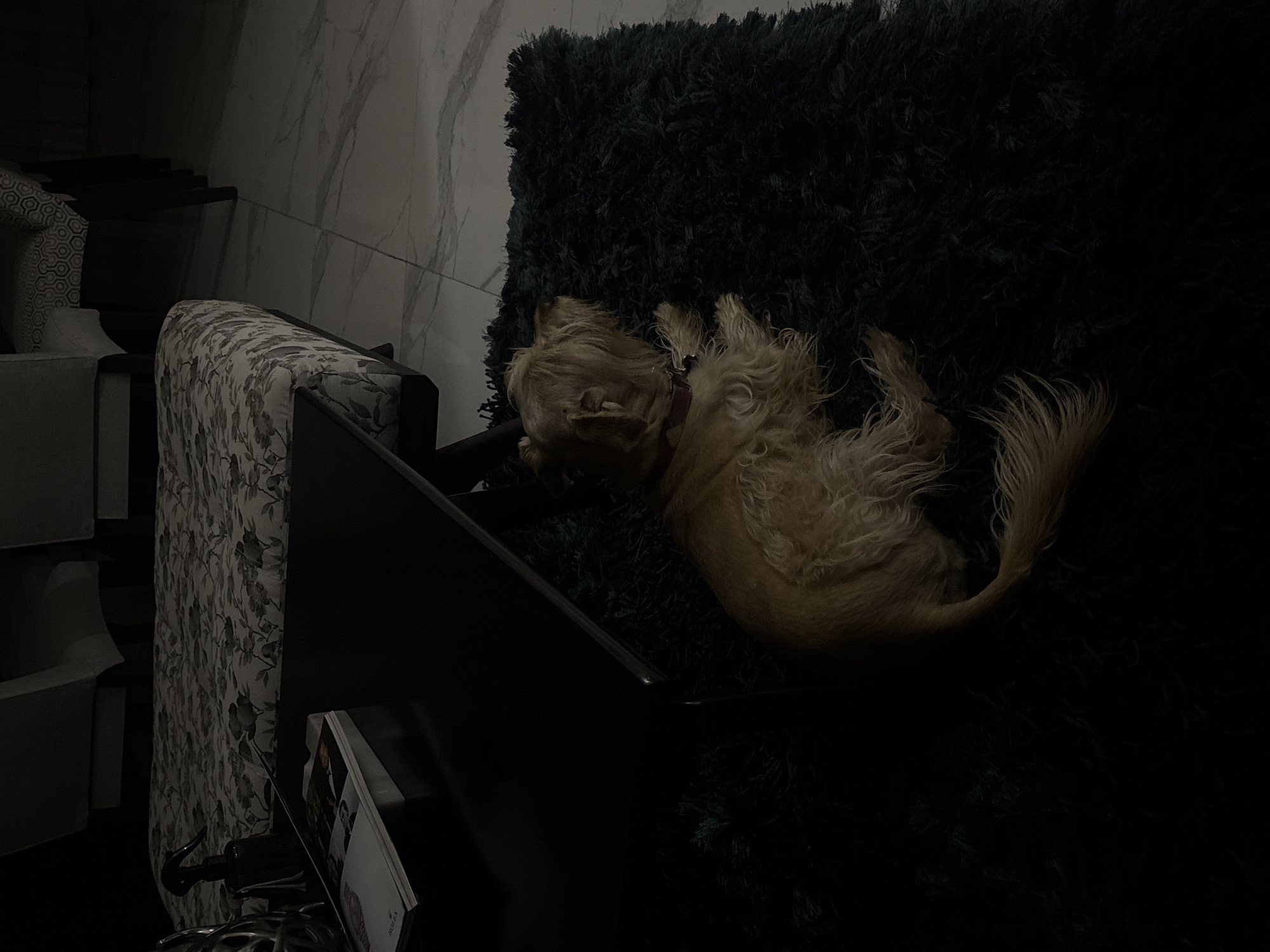 The scene portrays an indoor domestic setting in San Bernardino Tlaxcalancingo, Mexico, under dim lighting. In the lower right quadrant, a small, light brown, shaggy-haired canine, wearing a reddish-brown collar, lies curled on a dark blue-green shag rug. Its head is oriented towards the upper right, facing away from the viewer. To the left, a dark, rectangular coffee table is visible. On its surface rests an open white magazine, identifiable by "ROLEX" on its spine, a dark spray bottle, and a metallic, abstract decorative object. Behind the table, a floral-patterned upholstered bench or ottoman with light fabric and dark floral motifs is present. Further into the background, parts of two upholstered chairs are visible, one featuring a geometric pattern. The floor throughout the visible area consists of light-colored marble or tiles characterized by distinct dark grey veining. No human figures are present.